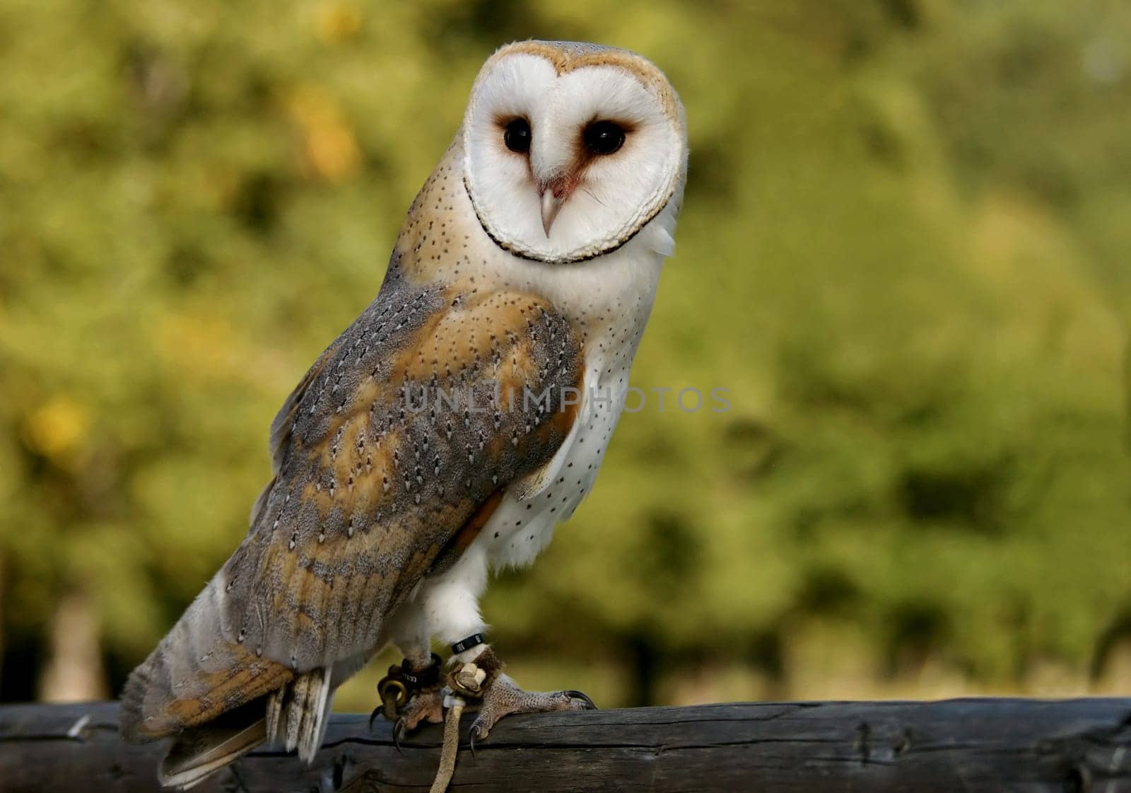 Attentive