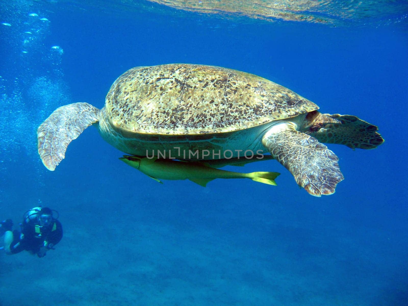 Diver meets Turtle