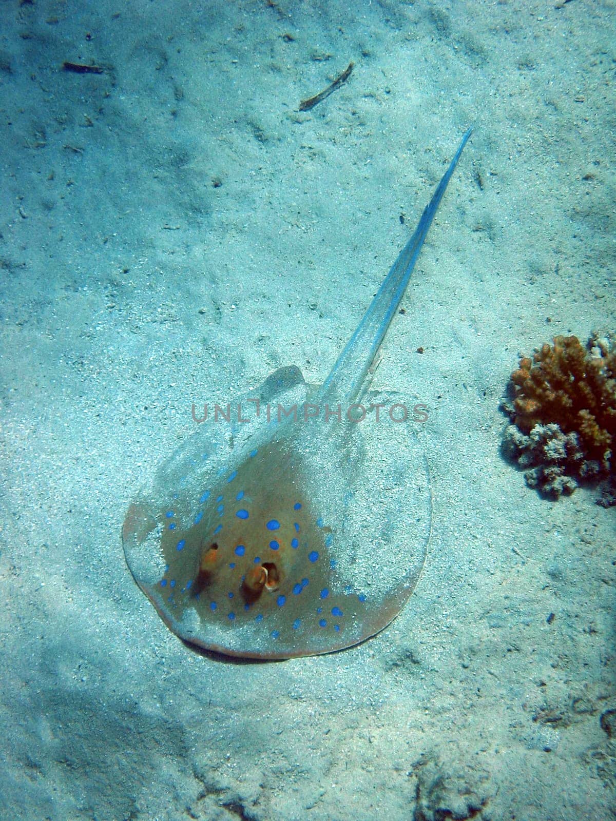 Blue-spotted rays