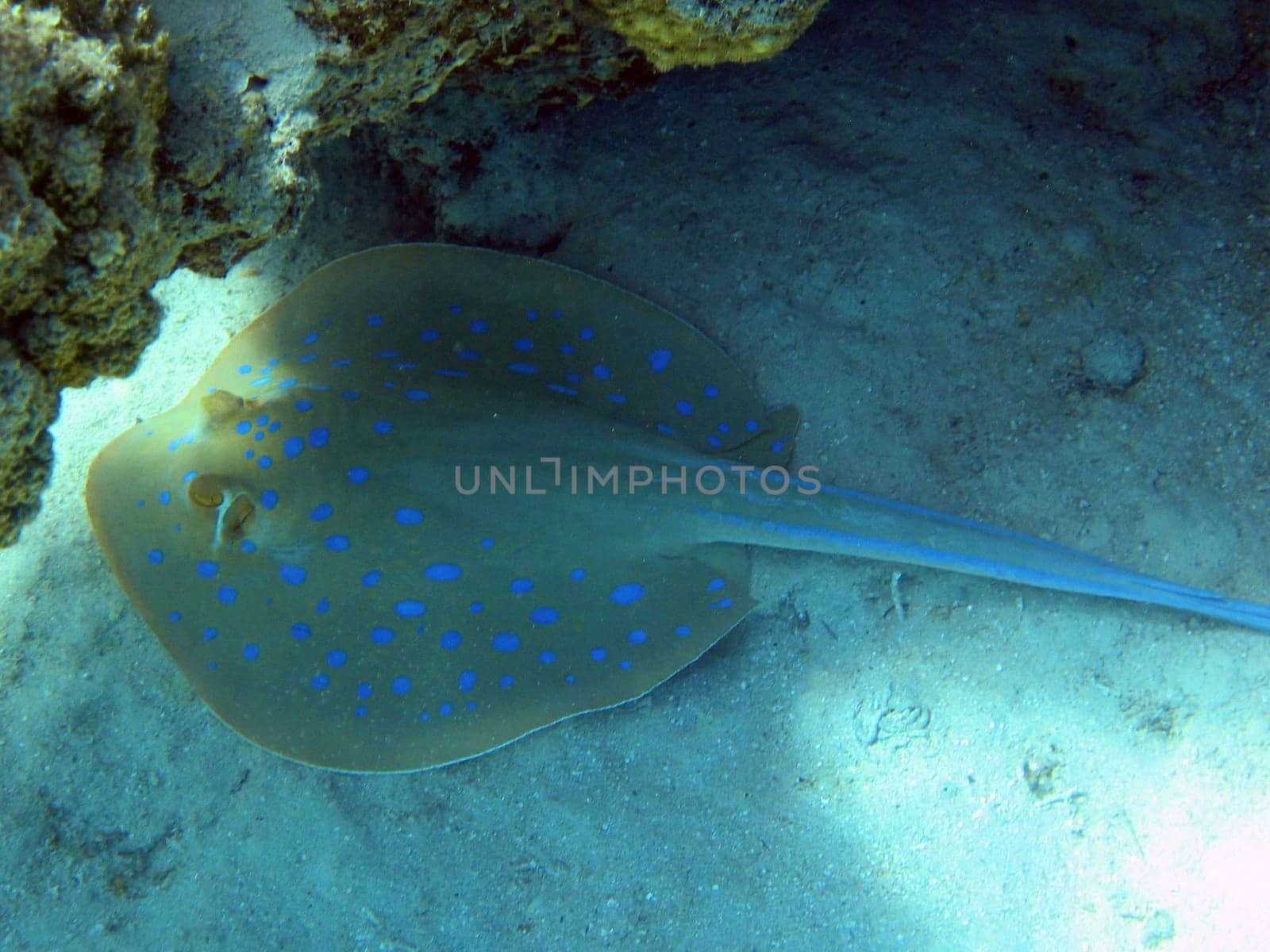 Blue-spotted rays