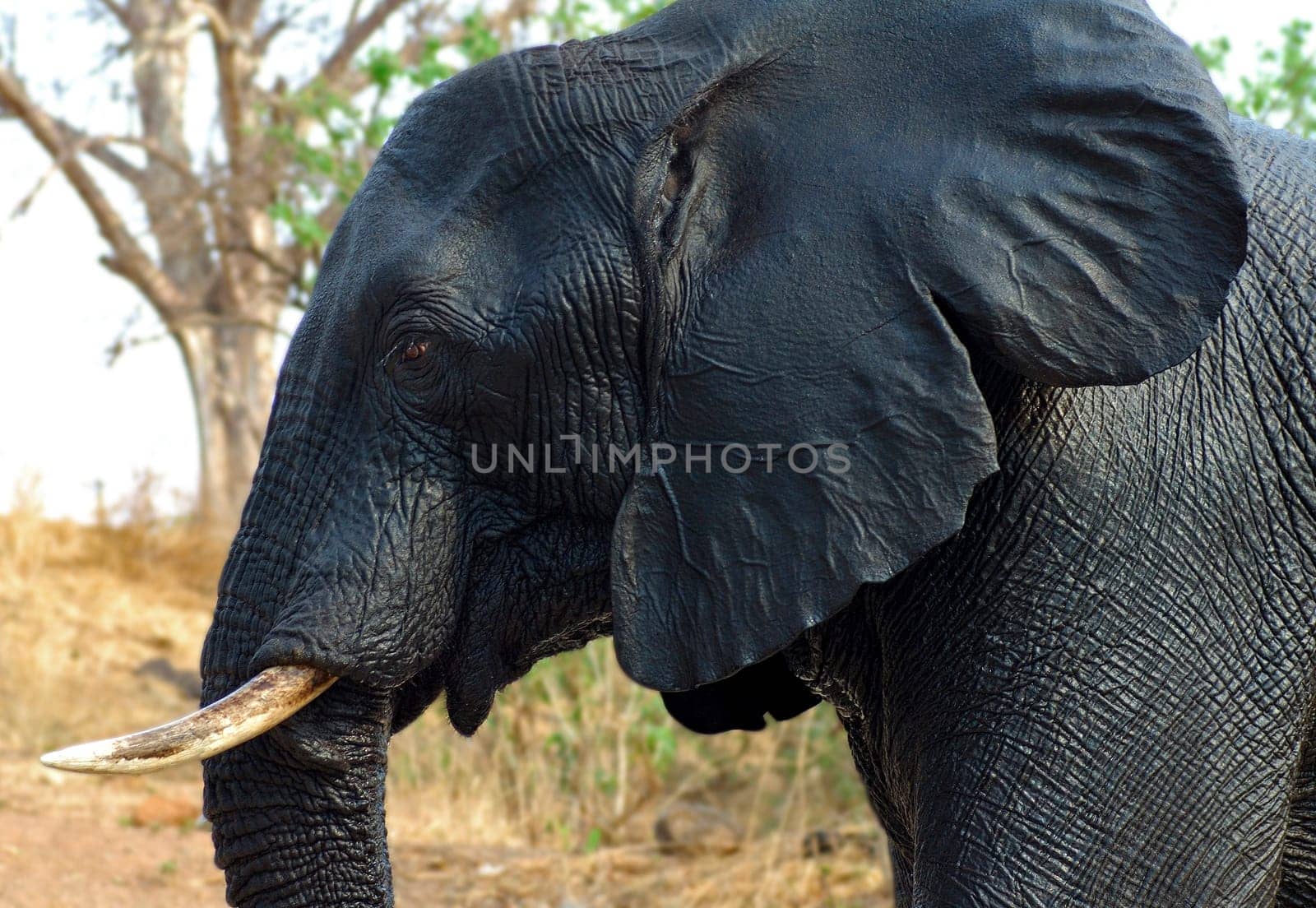 African elephant