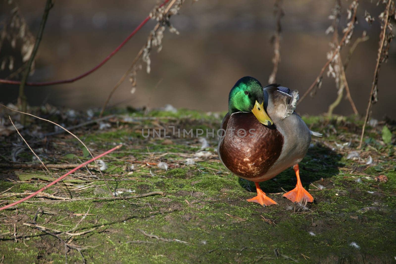 Mallard Male