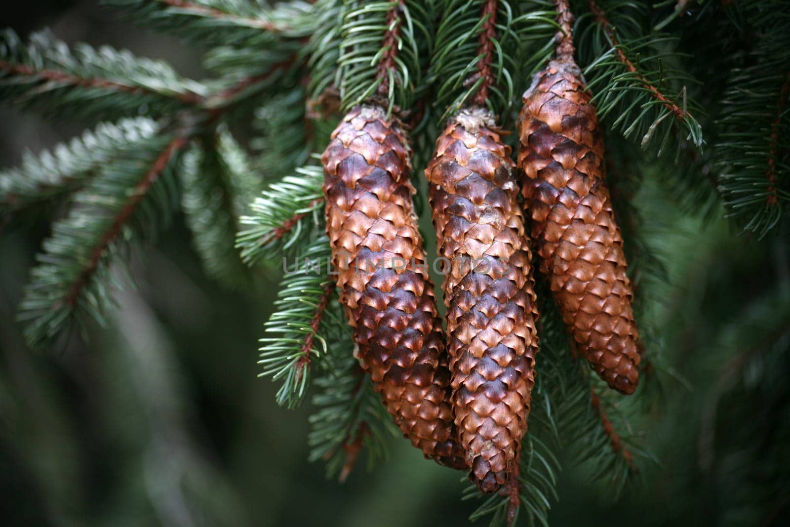 Fruits of common spruce (also called red fir or woodpecker fir)