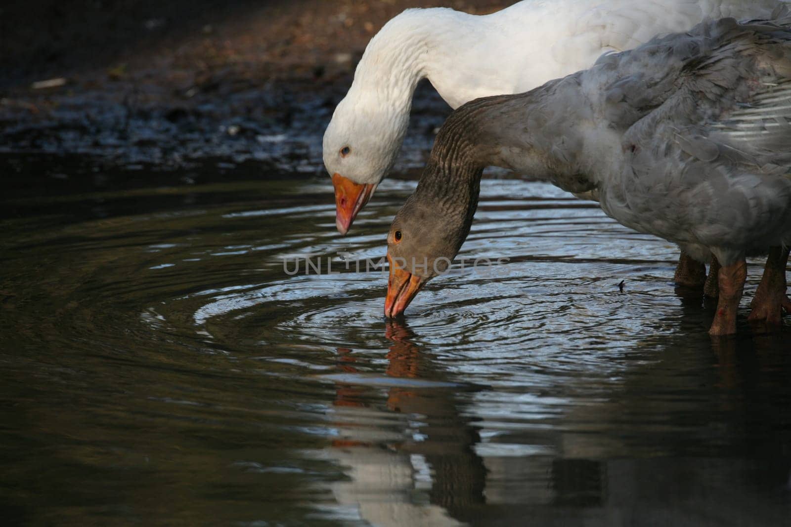 Drinking geese