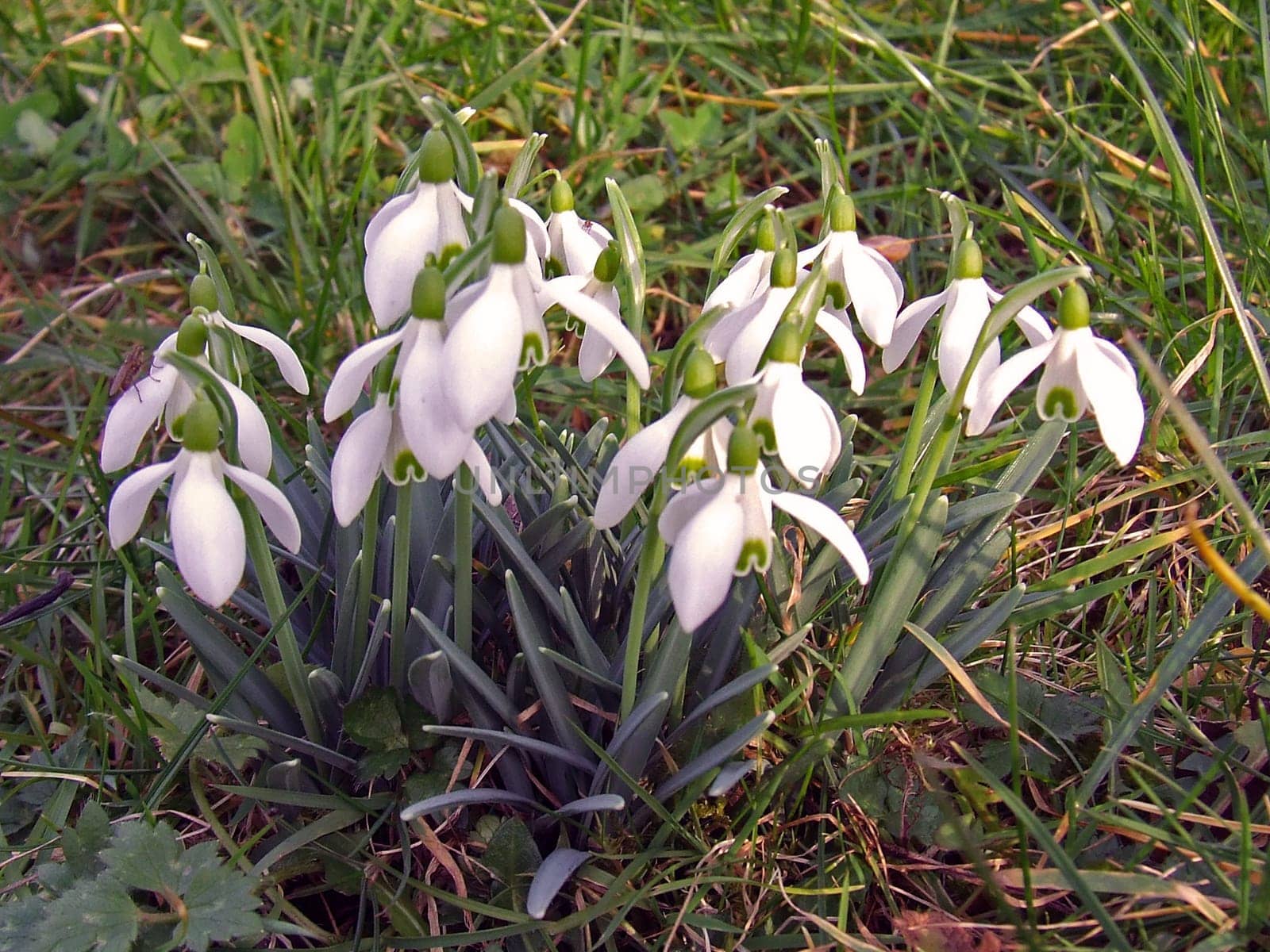 Snowdrop