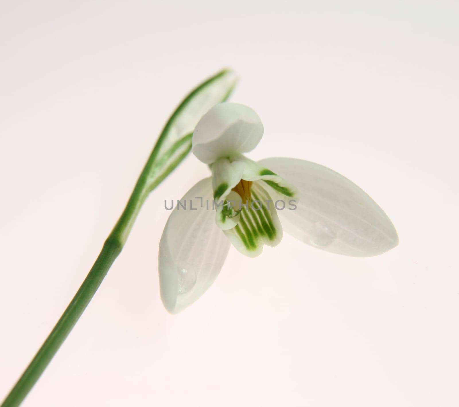 Snowdrop II