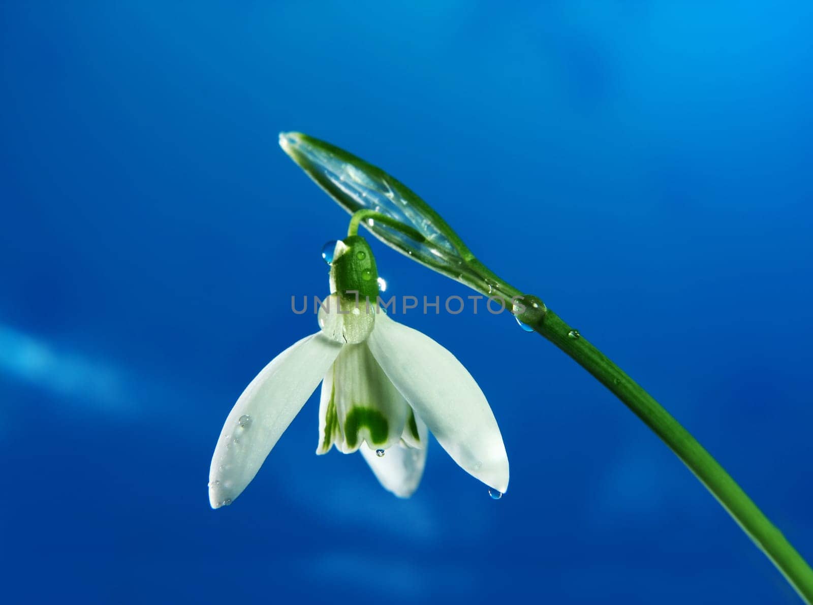 Snowdrop