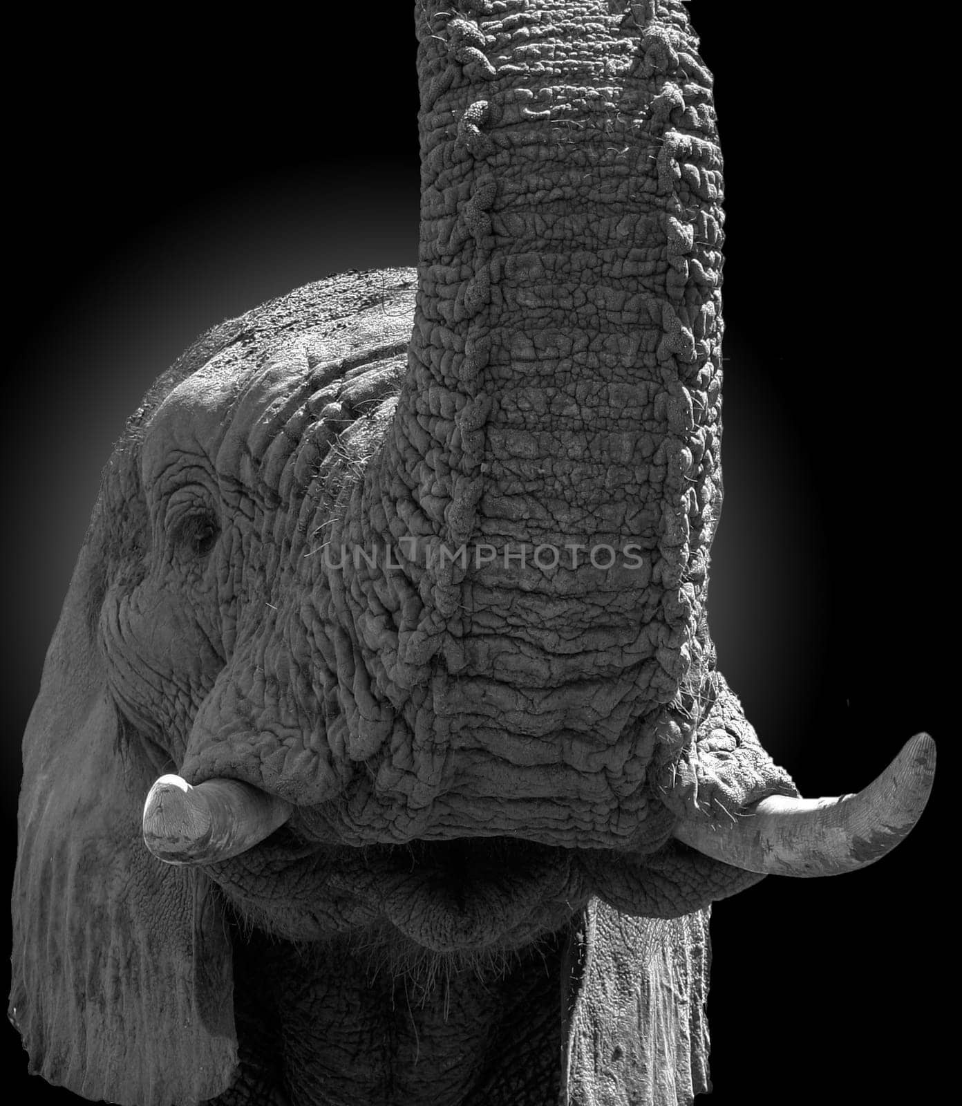 There was once an exhibition at the Berlin Zoo with sensational black-and-white portraits of some zoo animals (see www.zoogestalten.com),which inspired me to give it a try.