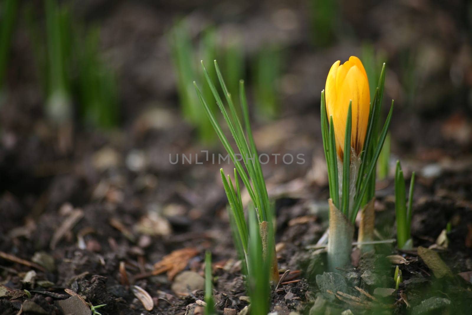 Early bloomers