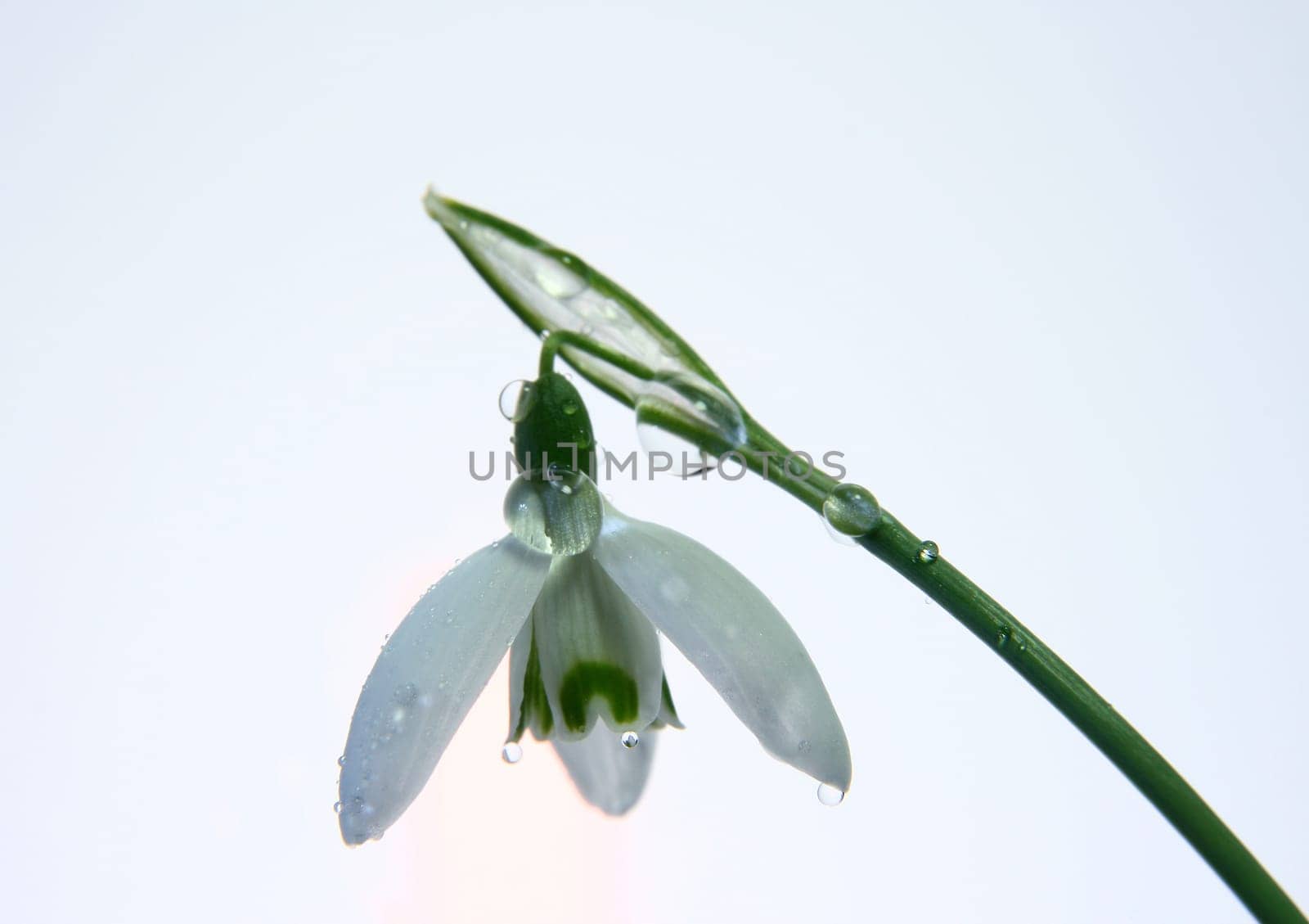 Snowdrop III