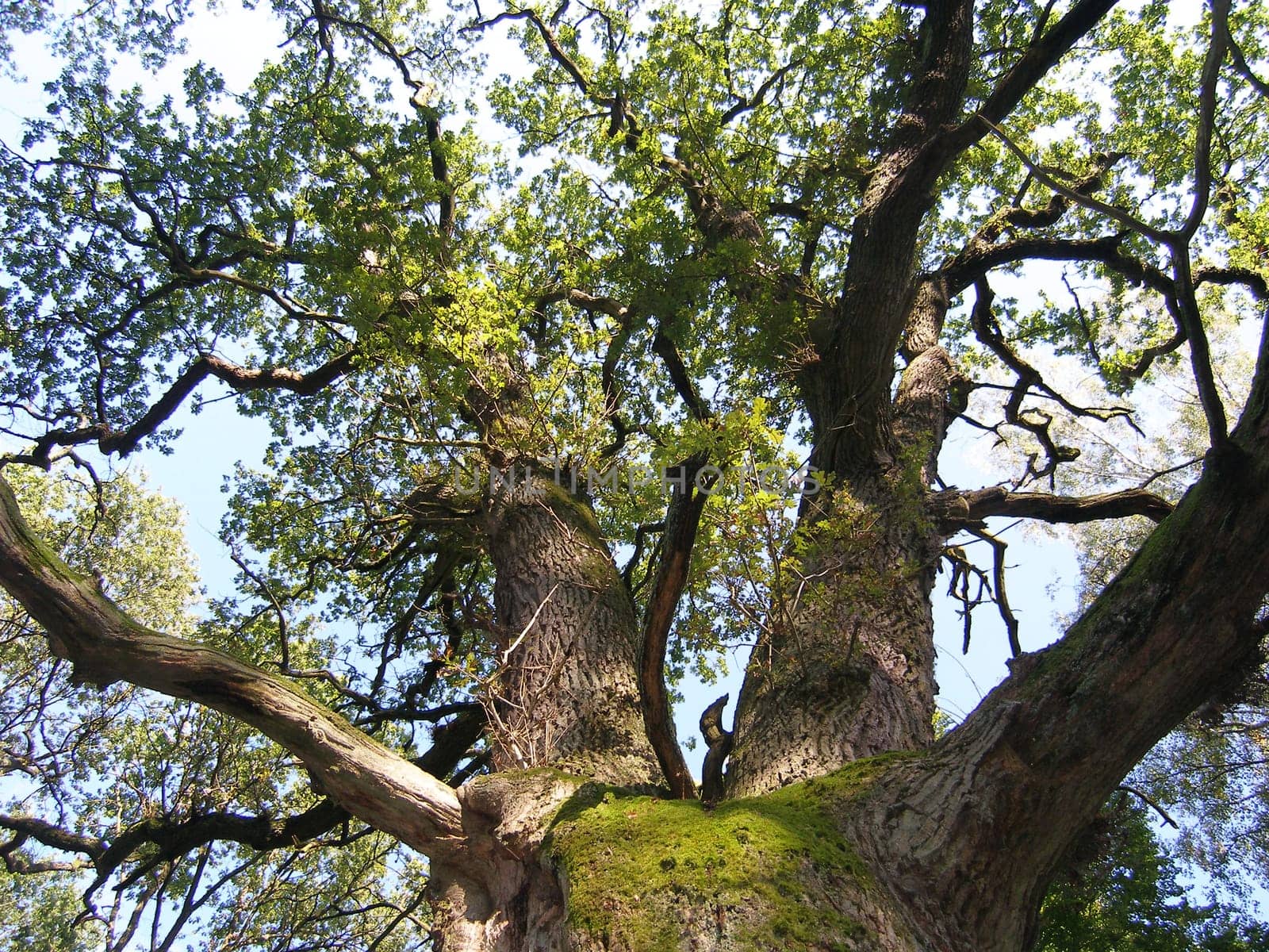 Old strong oak in the Reinhardswald near Kassel.