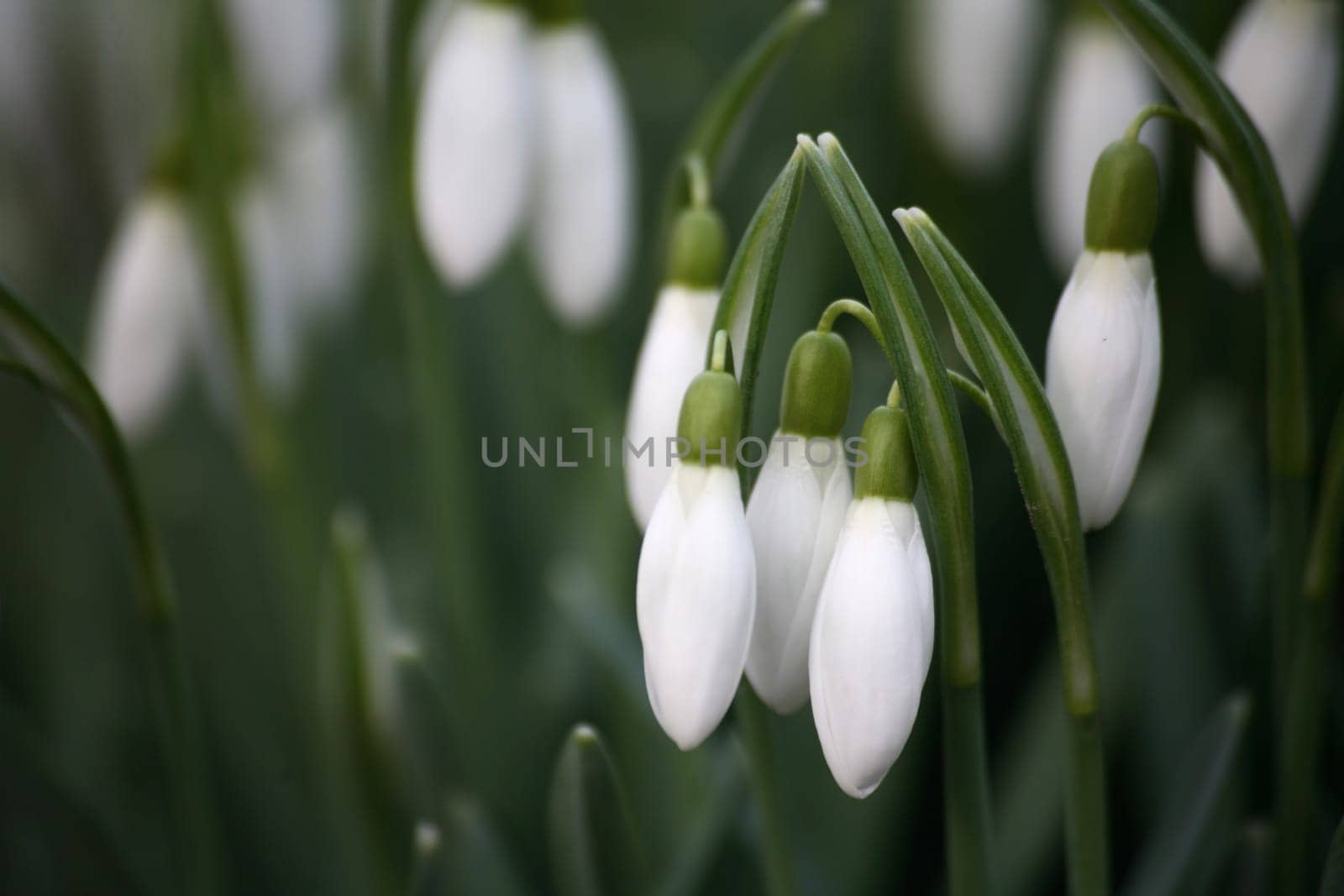 Snowdrop