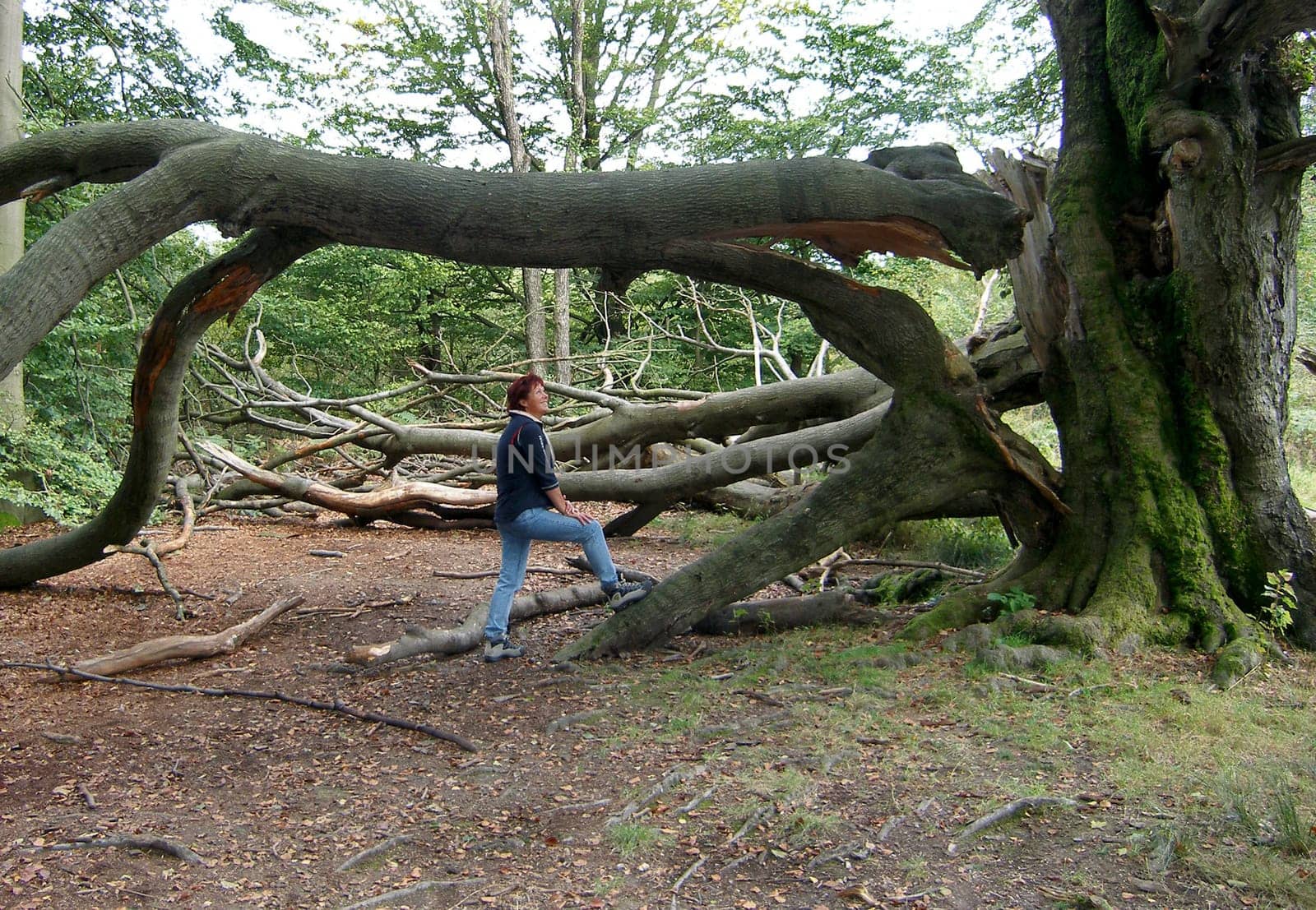 In this photo,the woman is supposed to provide a size comparison. It is a great pity when such old trees break!