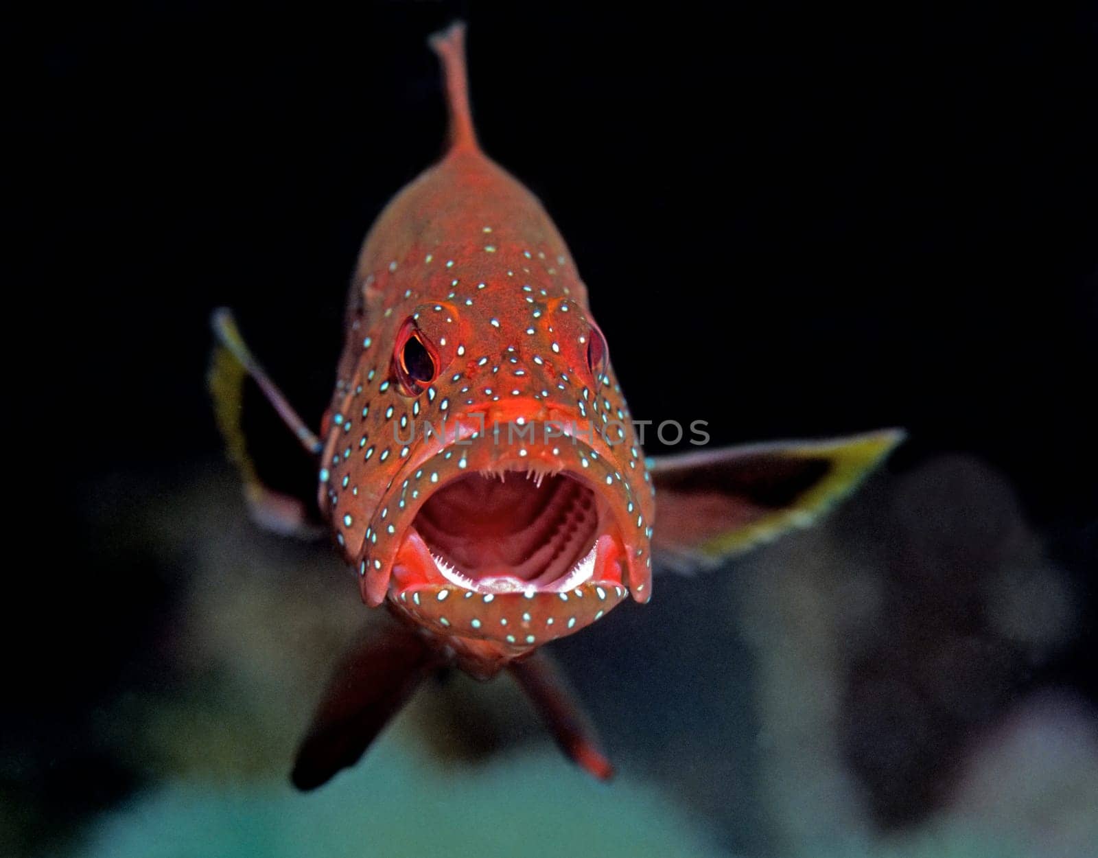 Deep red glowing jewel groupers populate the reefs in the Red Sea near Jeddah,Saudi Arabia.