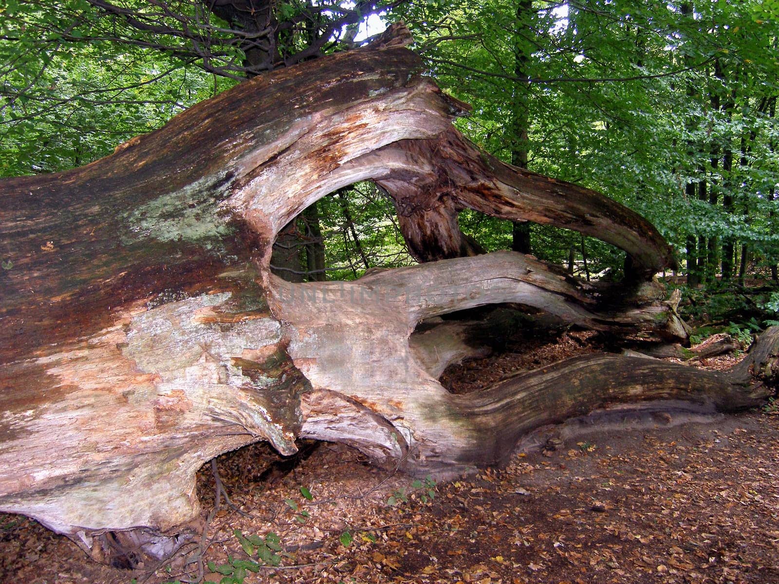 In the Reinhardswald near Kassel there is still a real primeval forest!
