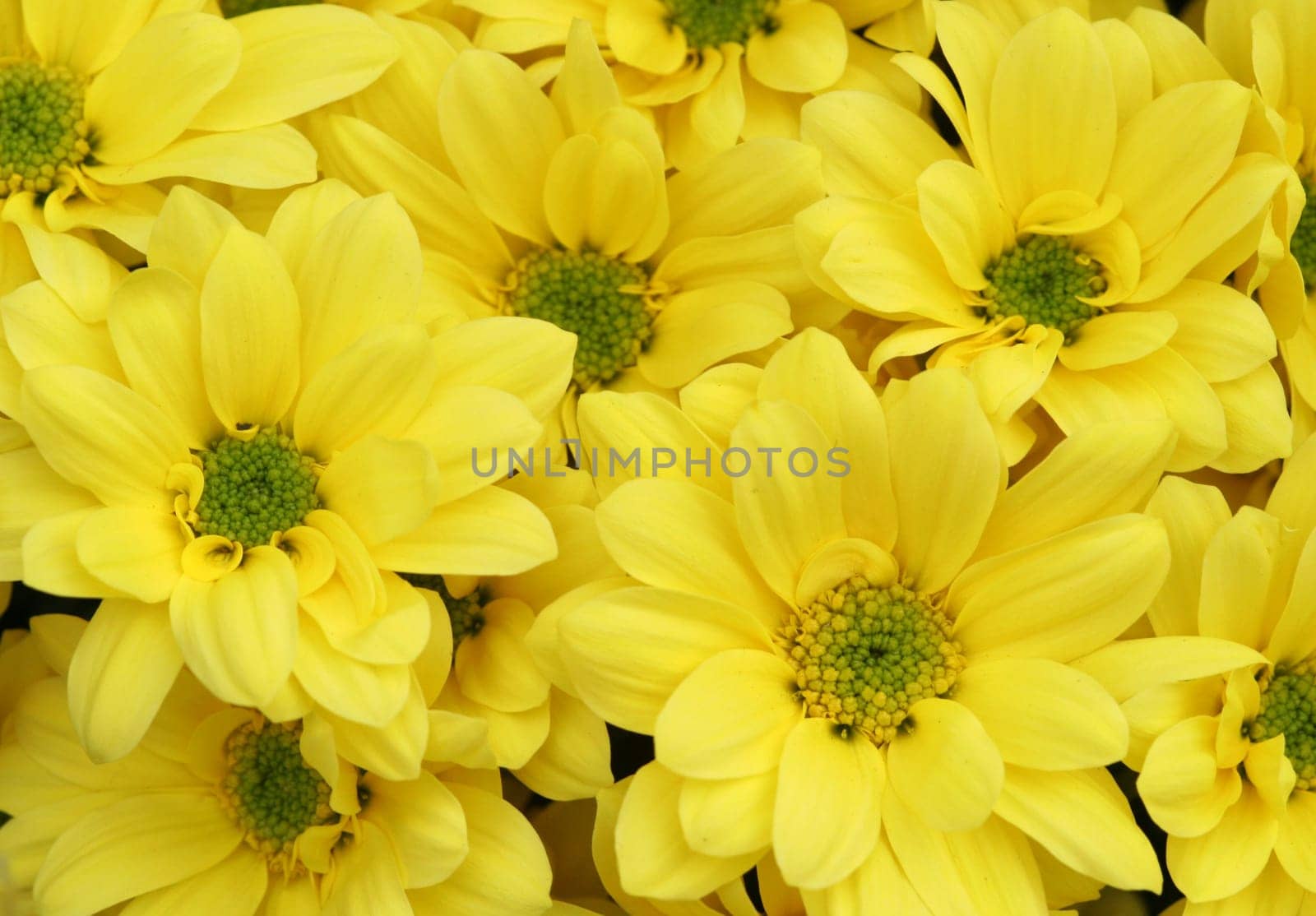 Yellow Impression....