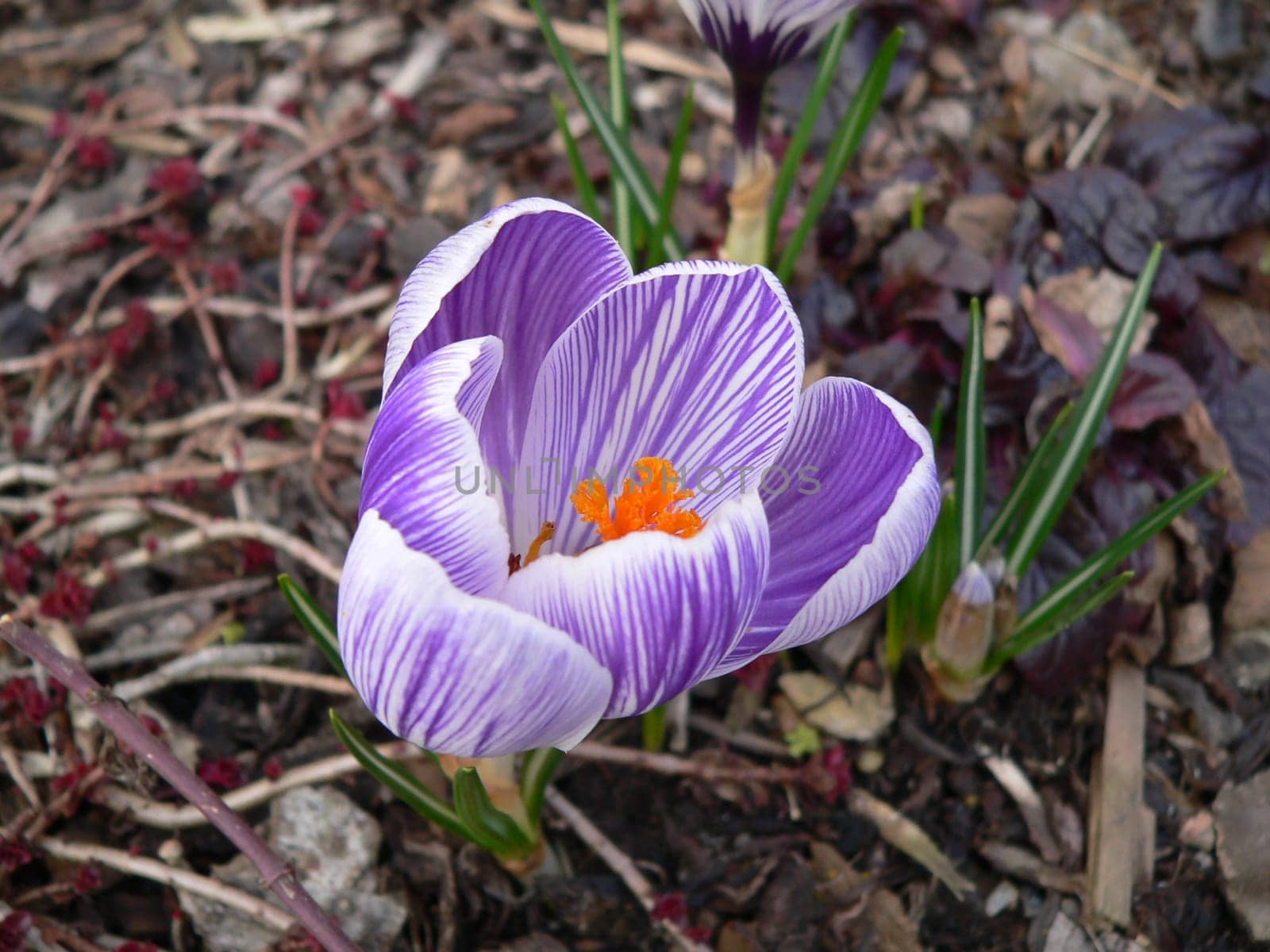 Crocus