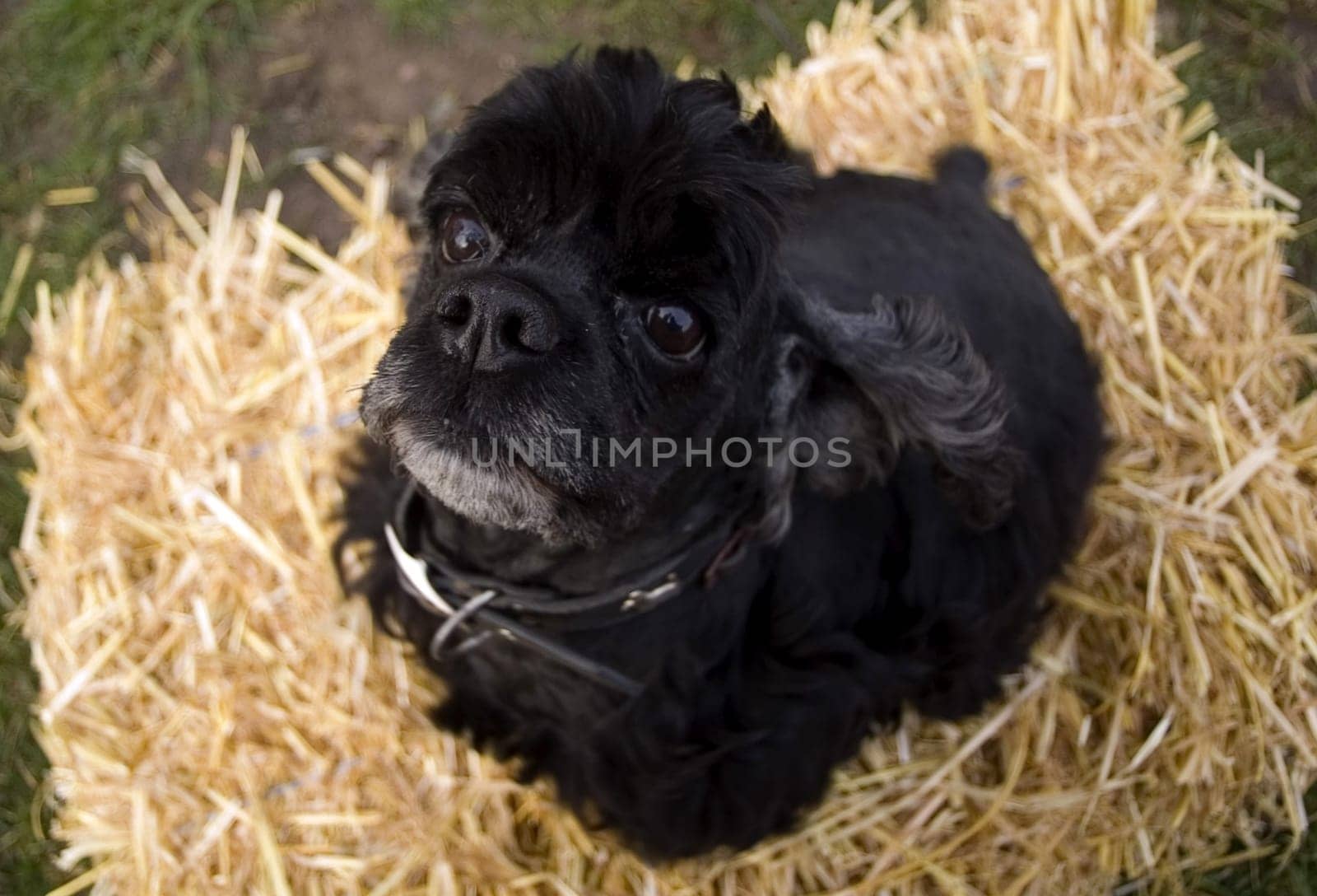 Porcus Canis