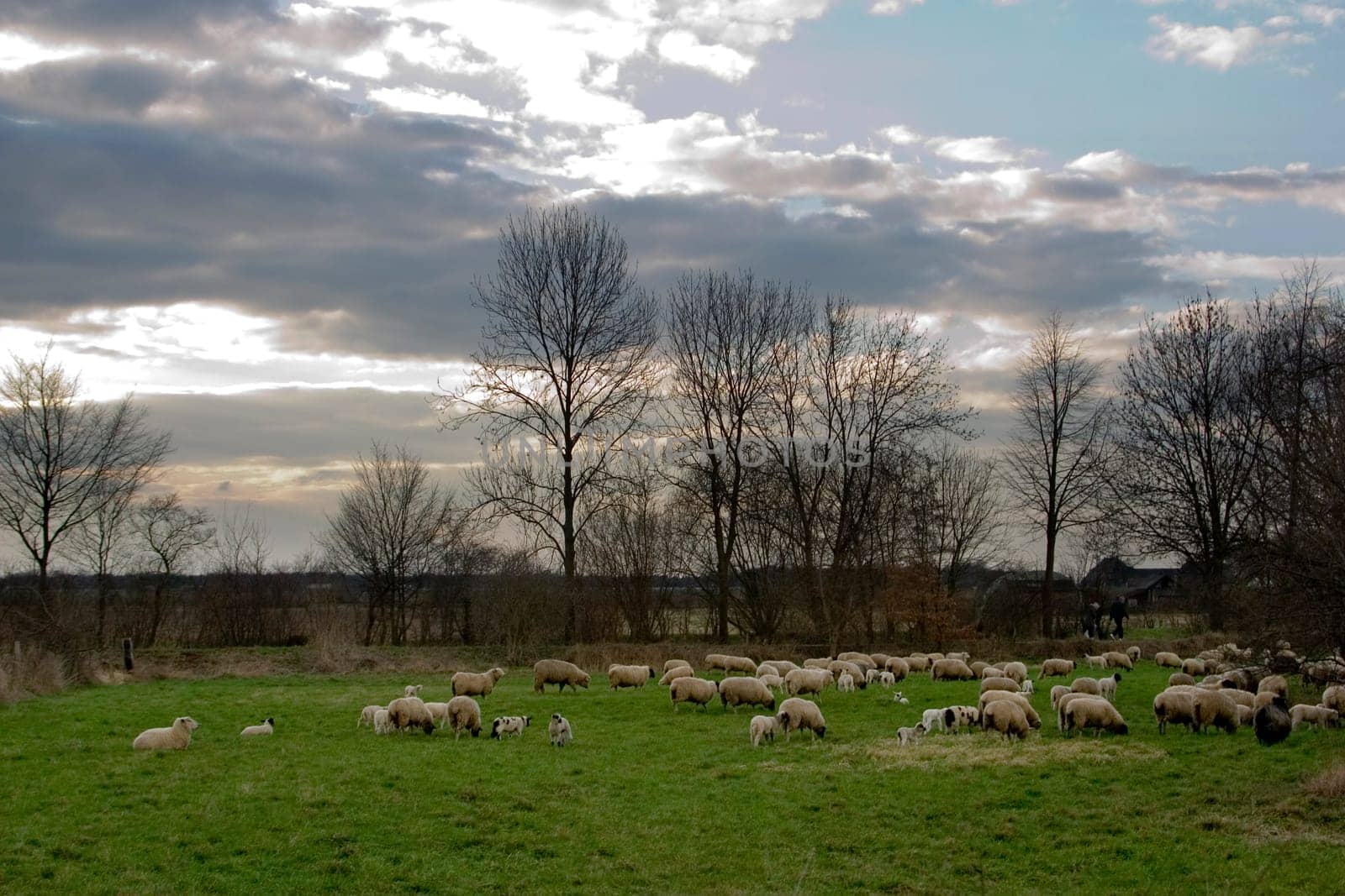 Flock of sheep on orchard meadow