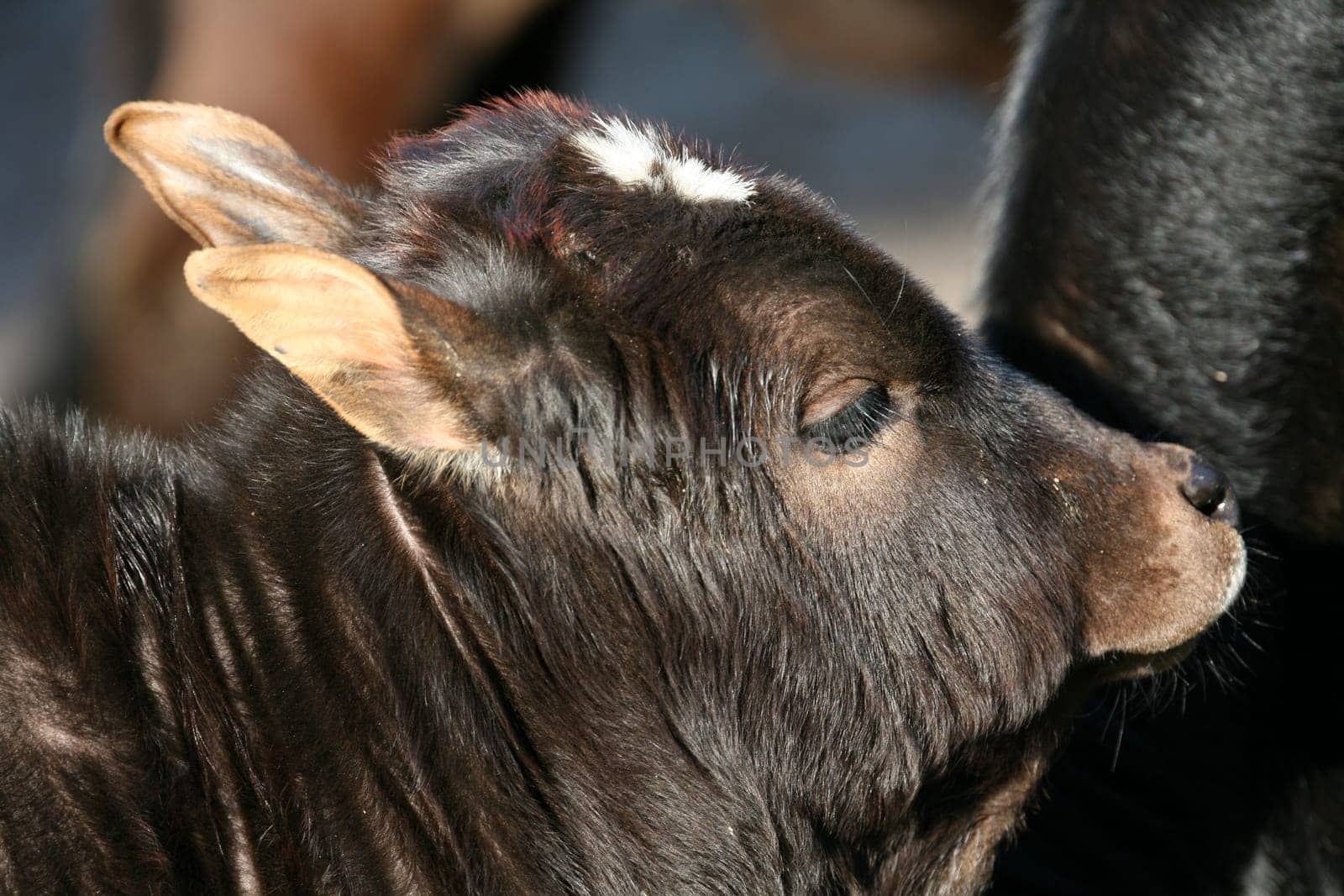Zebu