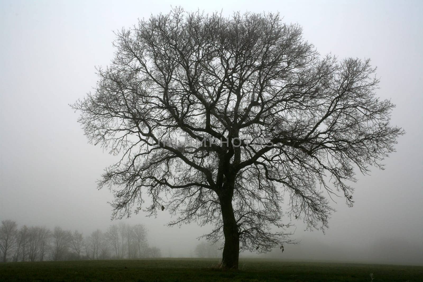 Fog