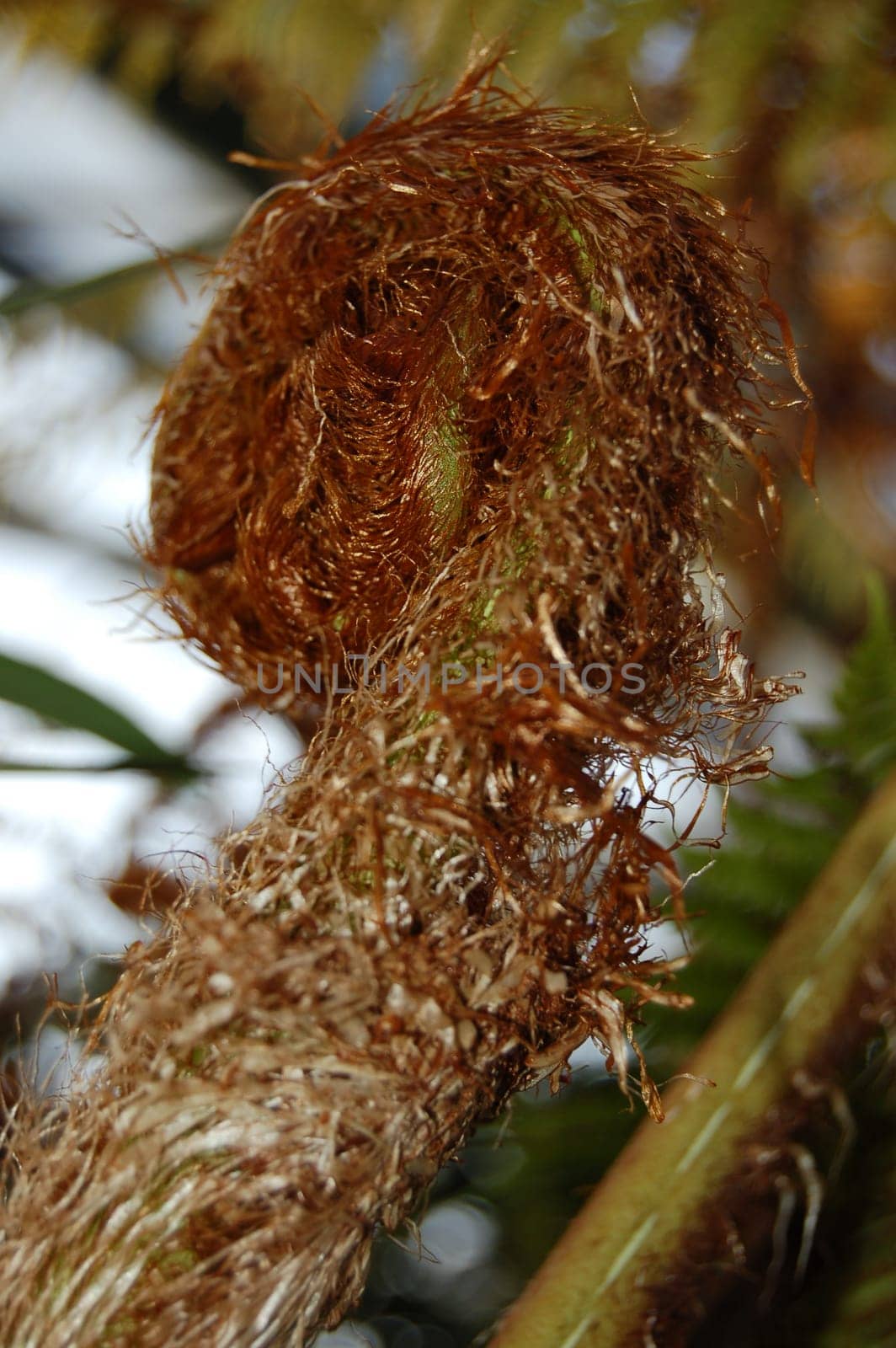 Tree fern Dicksonia 2