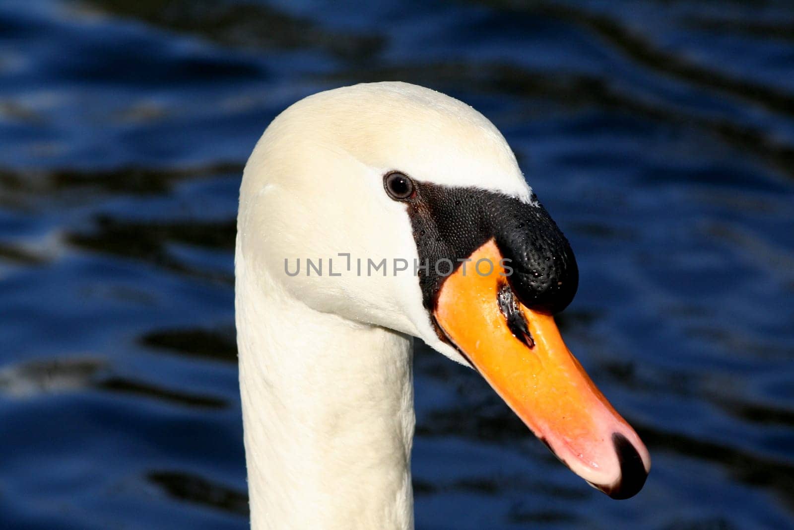 Swan portrait