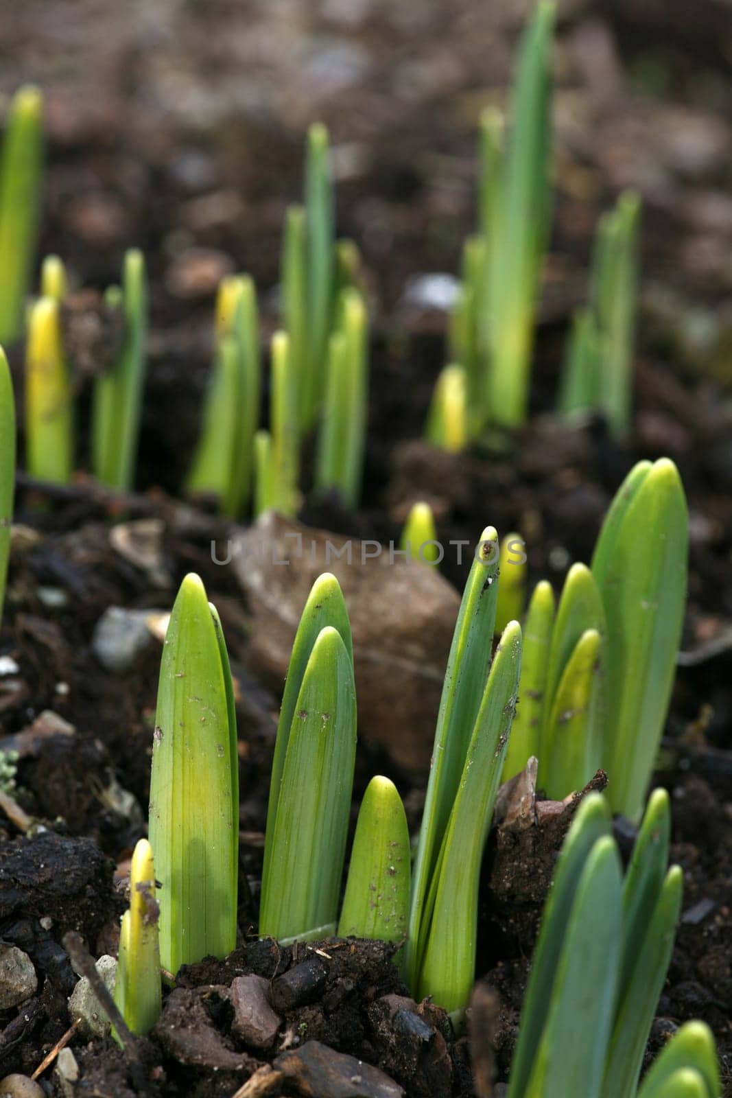 Daffodil sprouts