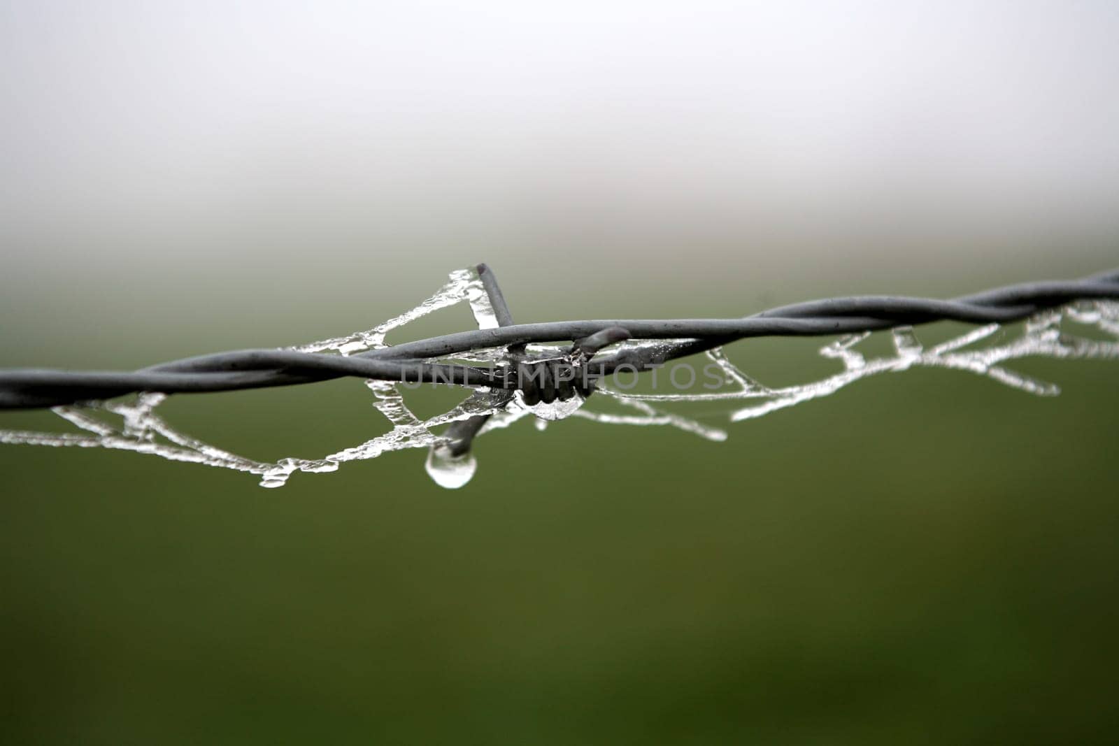 Barbed wire with ice cover