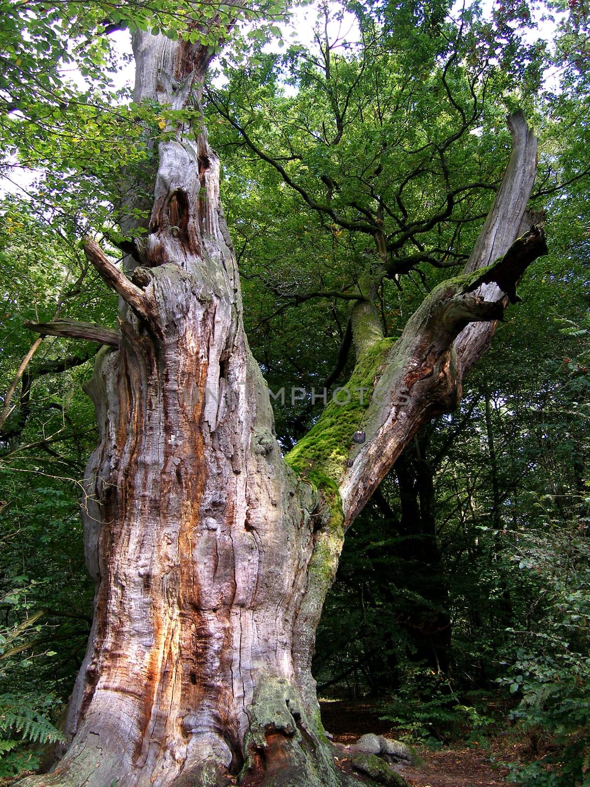Rotten tree
