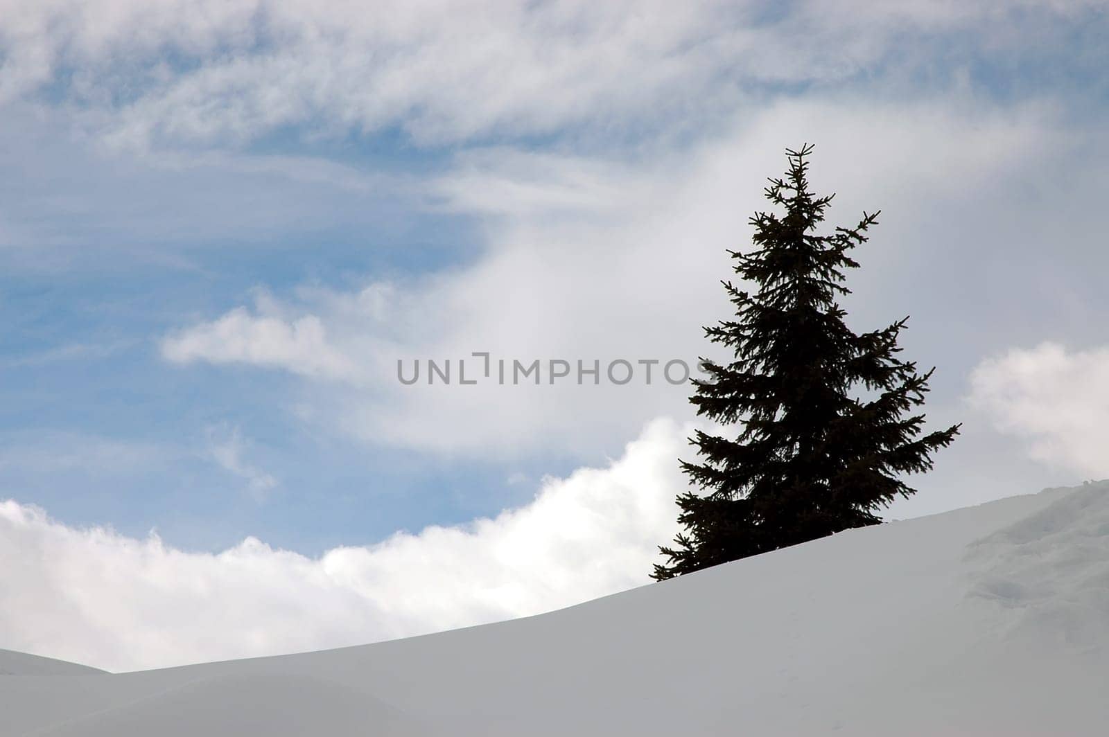 Hopefully it isn't. But if it doesn't snow soon,this fir tree will soon be freed from the white environment.