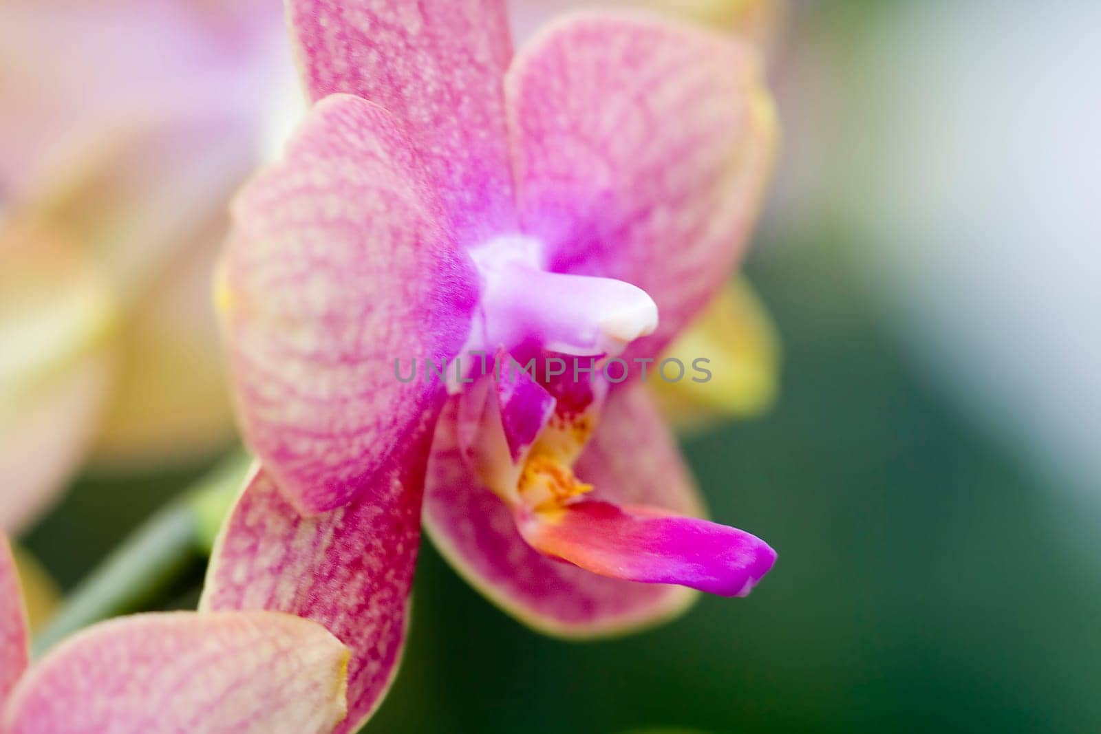 Orchid
