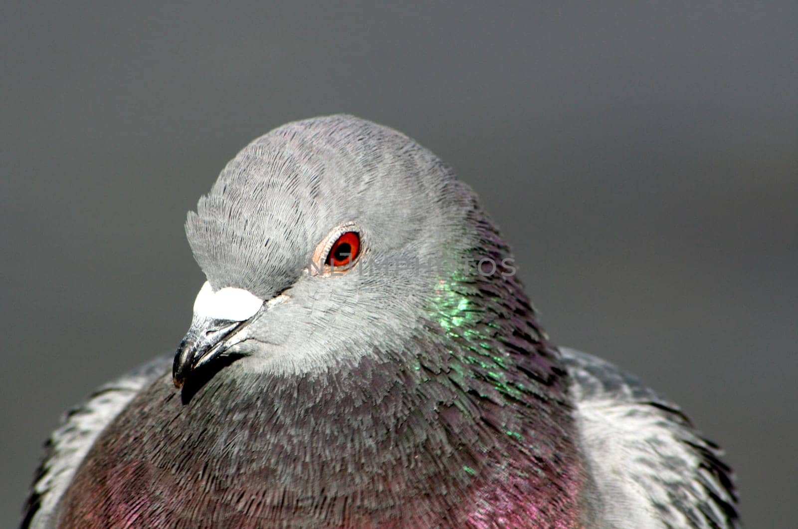 Pigeon portrait
