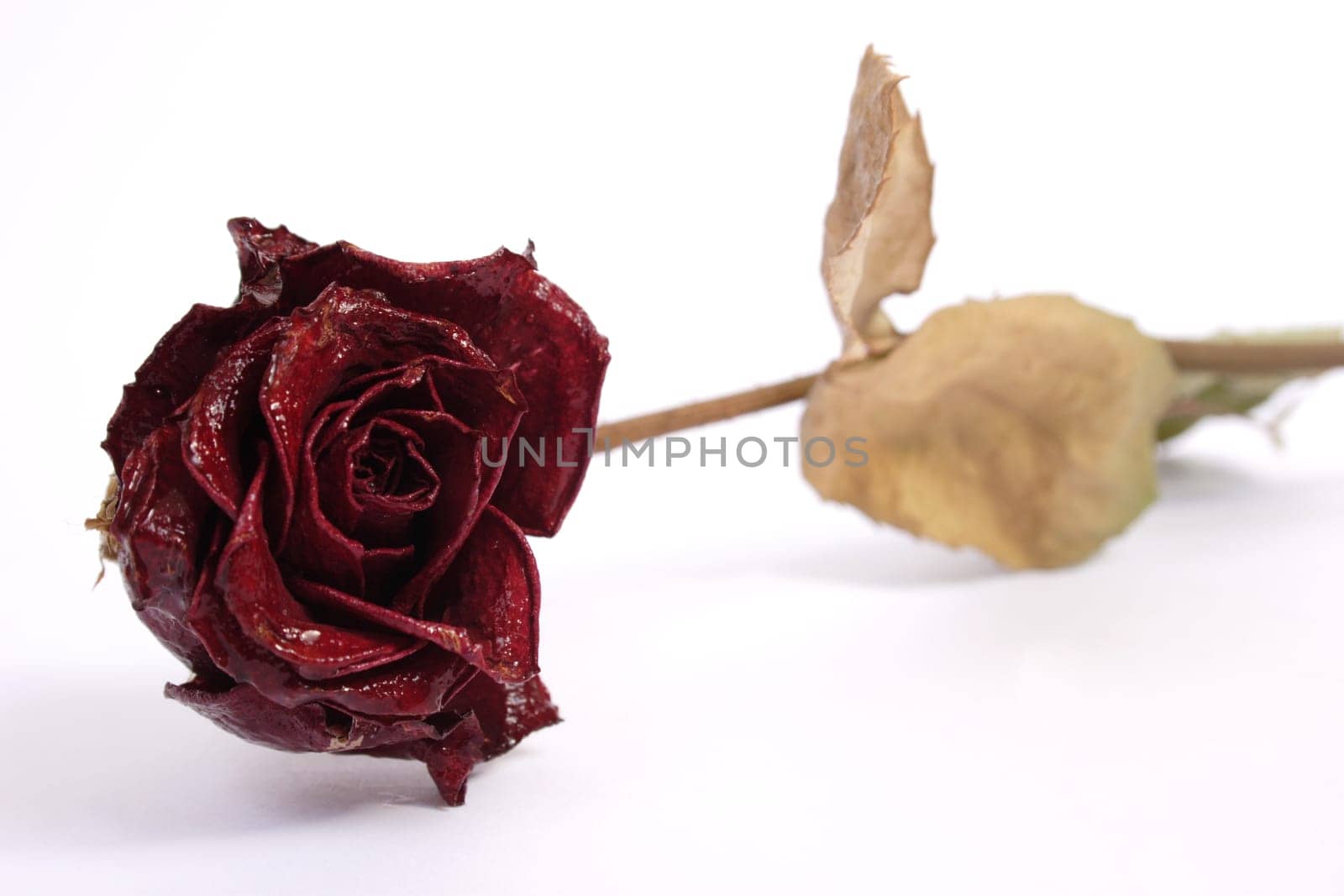 Dry Rose