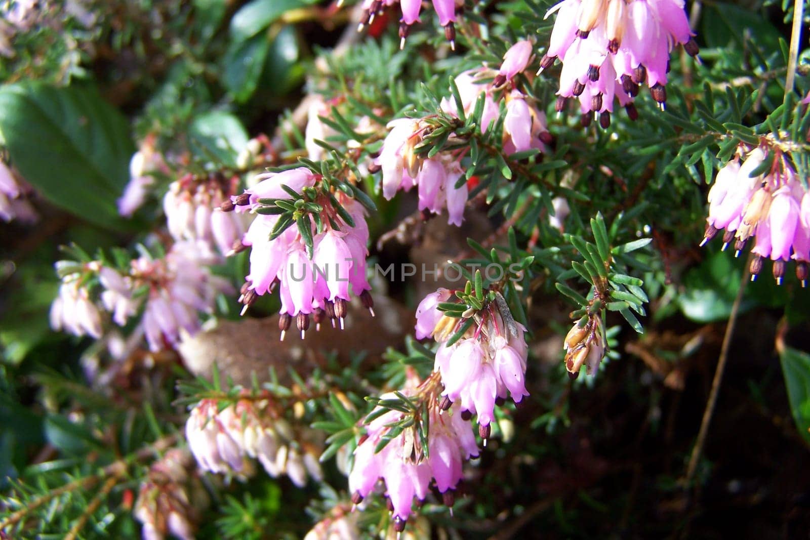 Macro of spring flowers