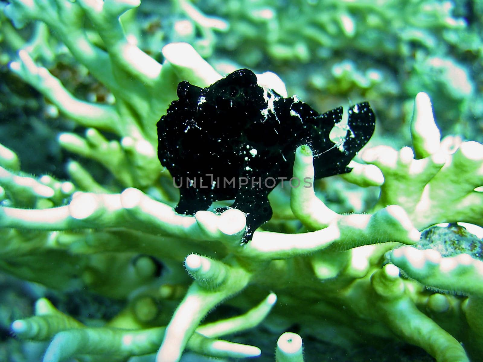 In frogfish,the first dorsal fin ray is transformed into a bait. They grow from 8 to 40 centimeters. The coloration of the animals is also always very variable for a species and therefore the species are extremely difficult to distinguish. This animal