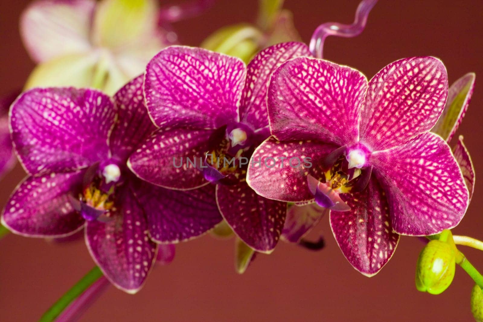 Orchid