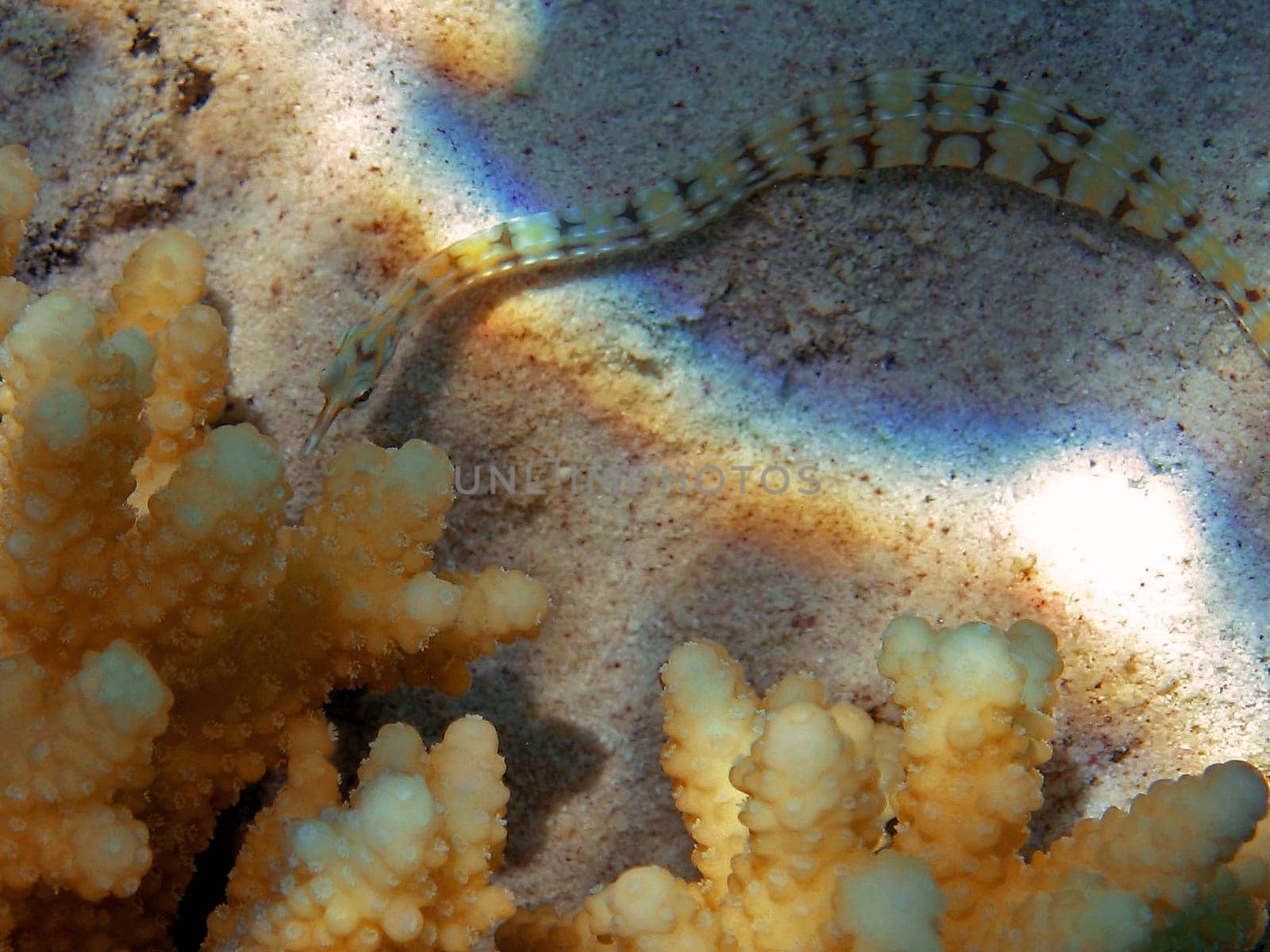 Net pipefish meets coral