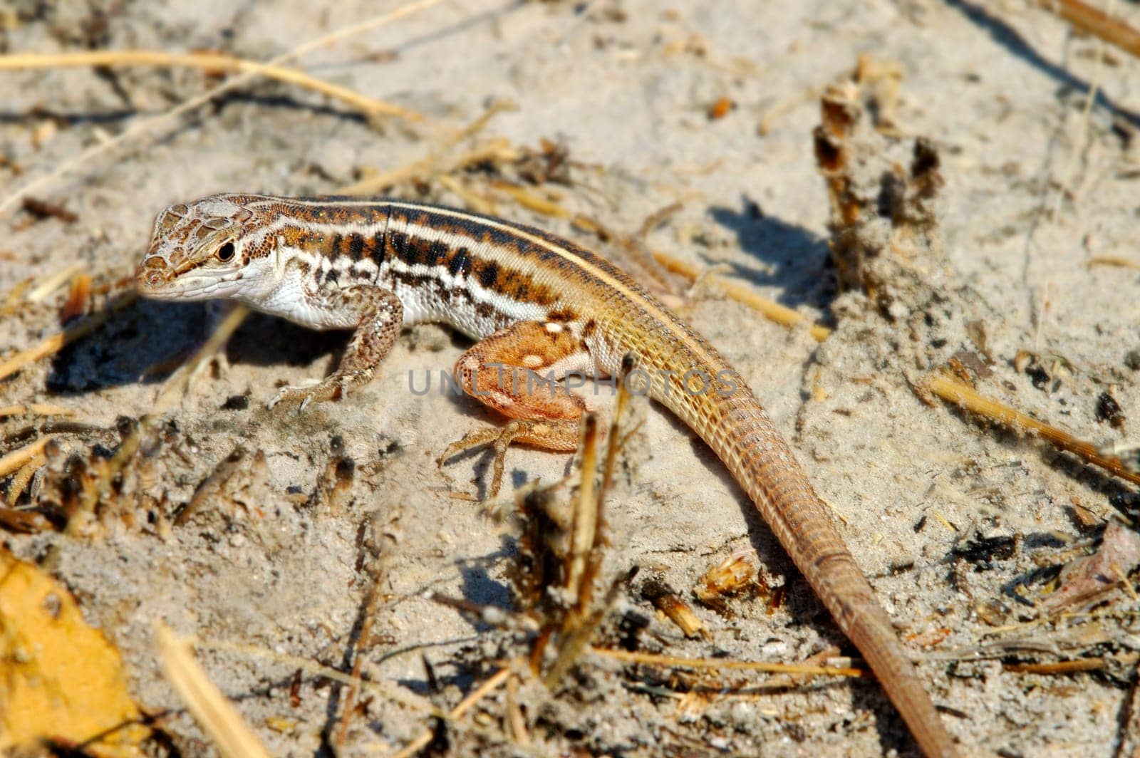 Lizard