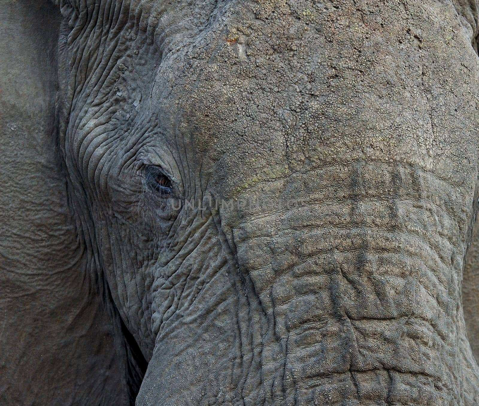 African elephant