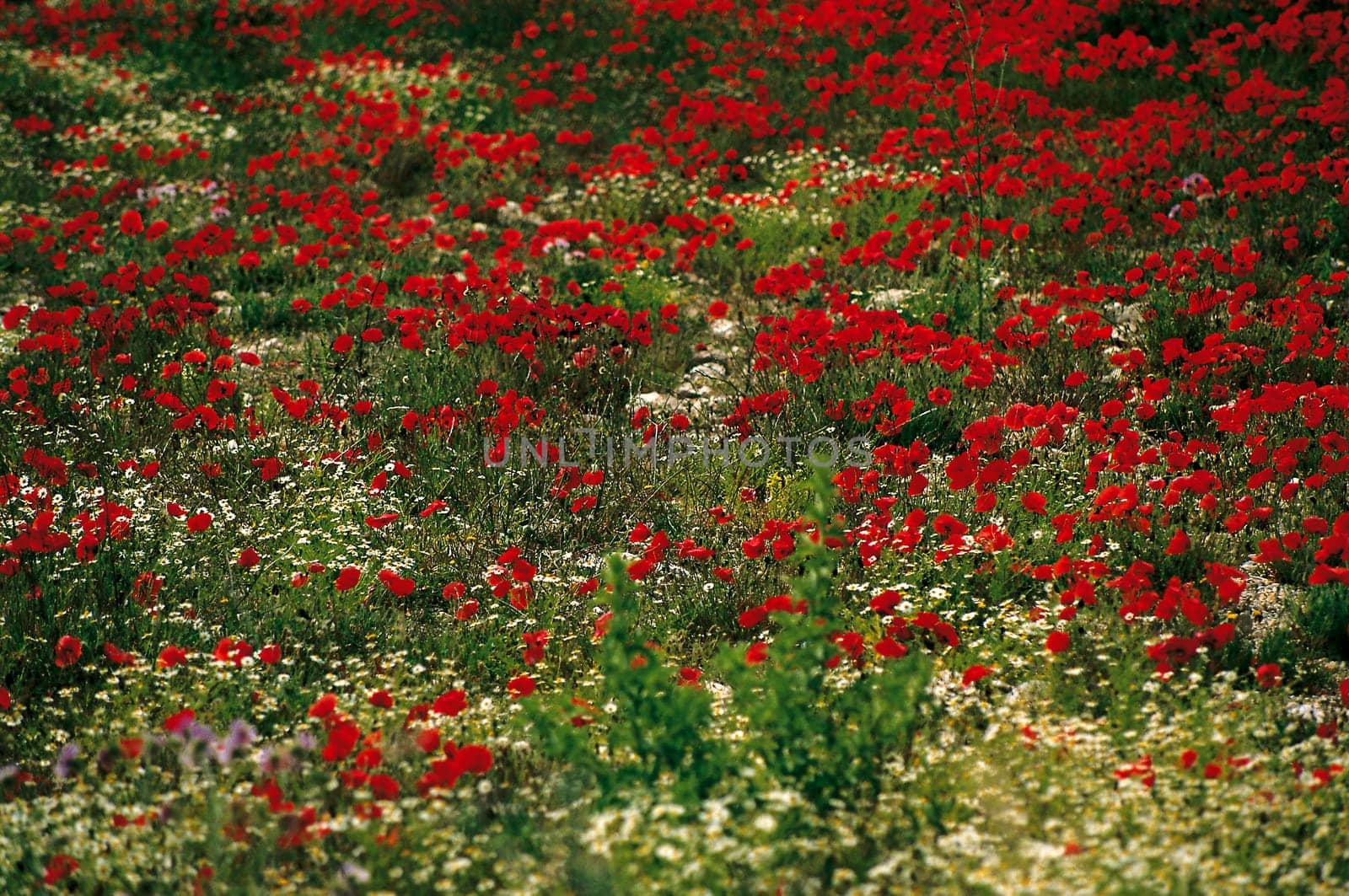 Poppy meadow