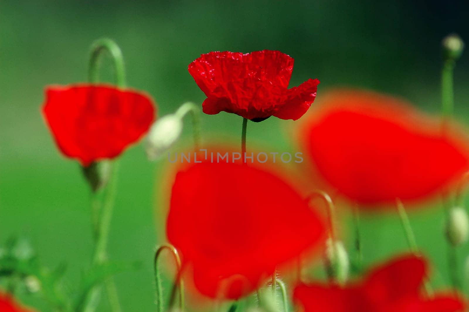 Corn poppy