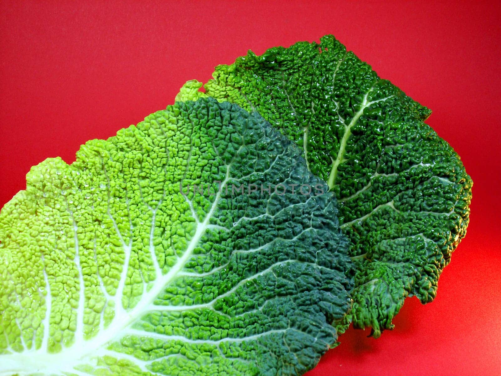 only cabbage leaves