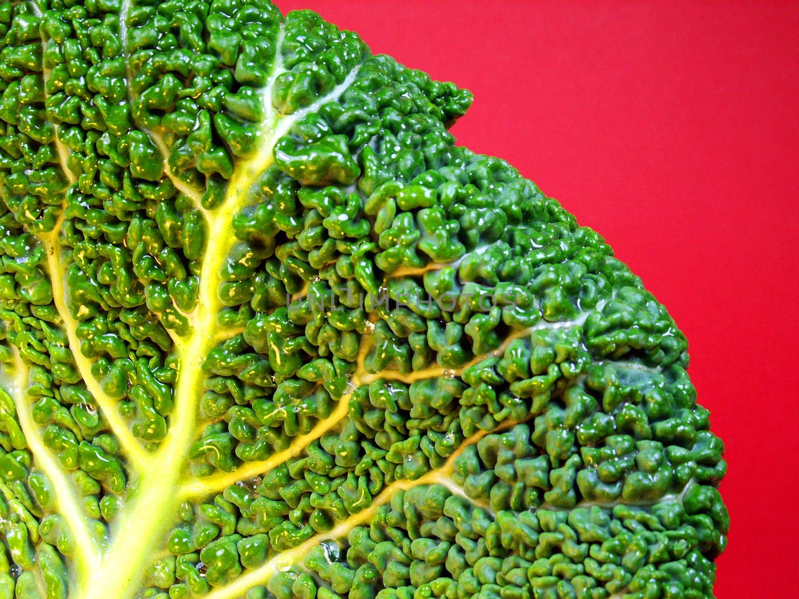 Cabbage leaf