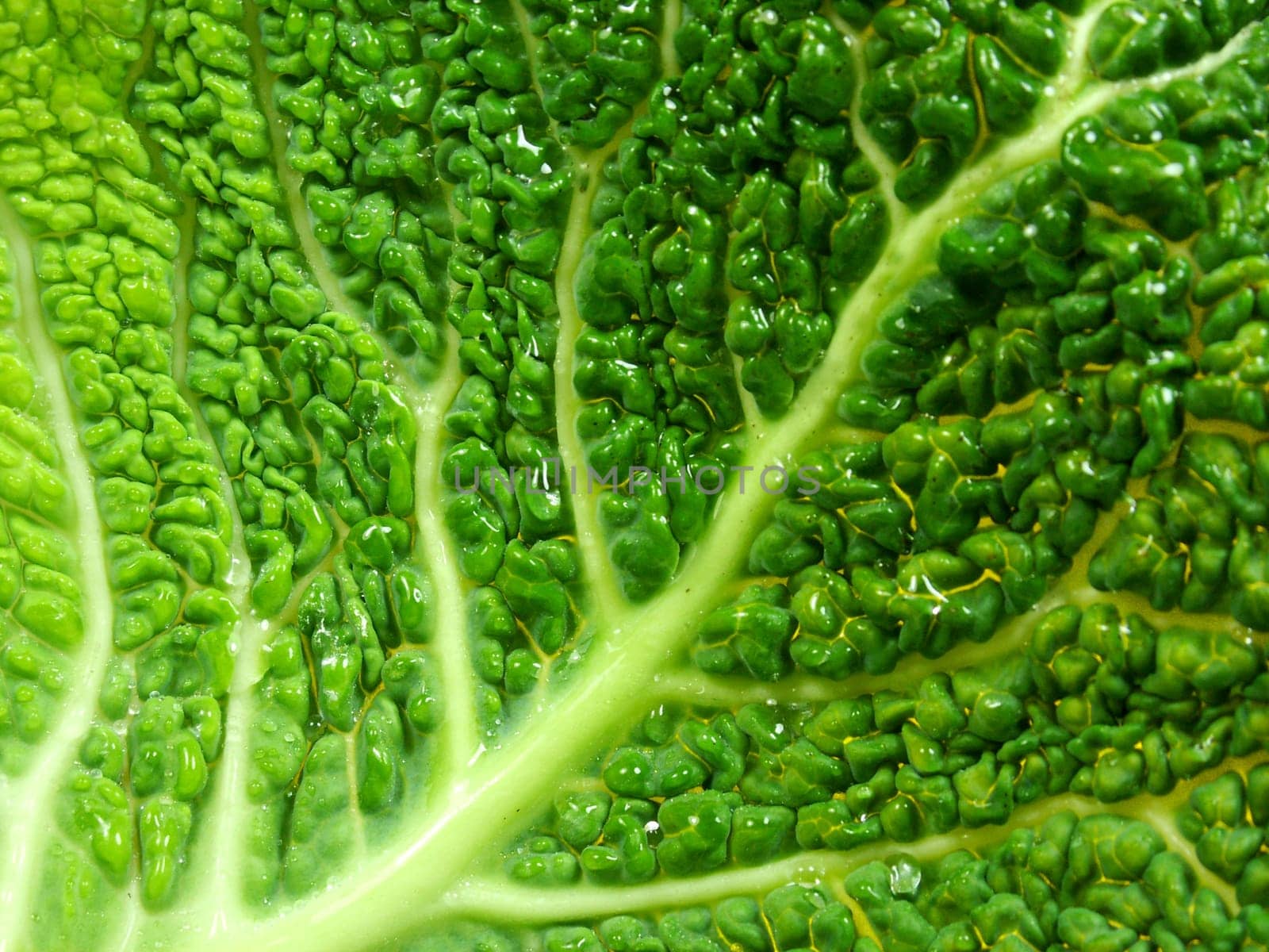 Leaf structure