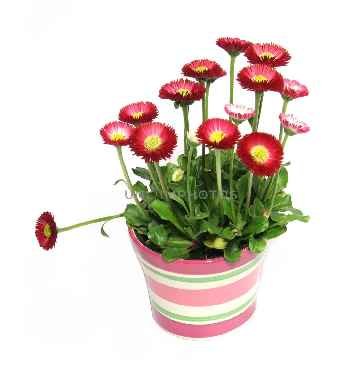 Bellis Perennis
