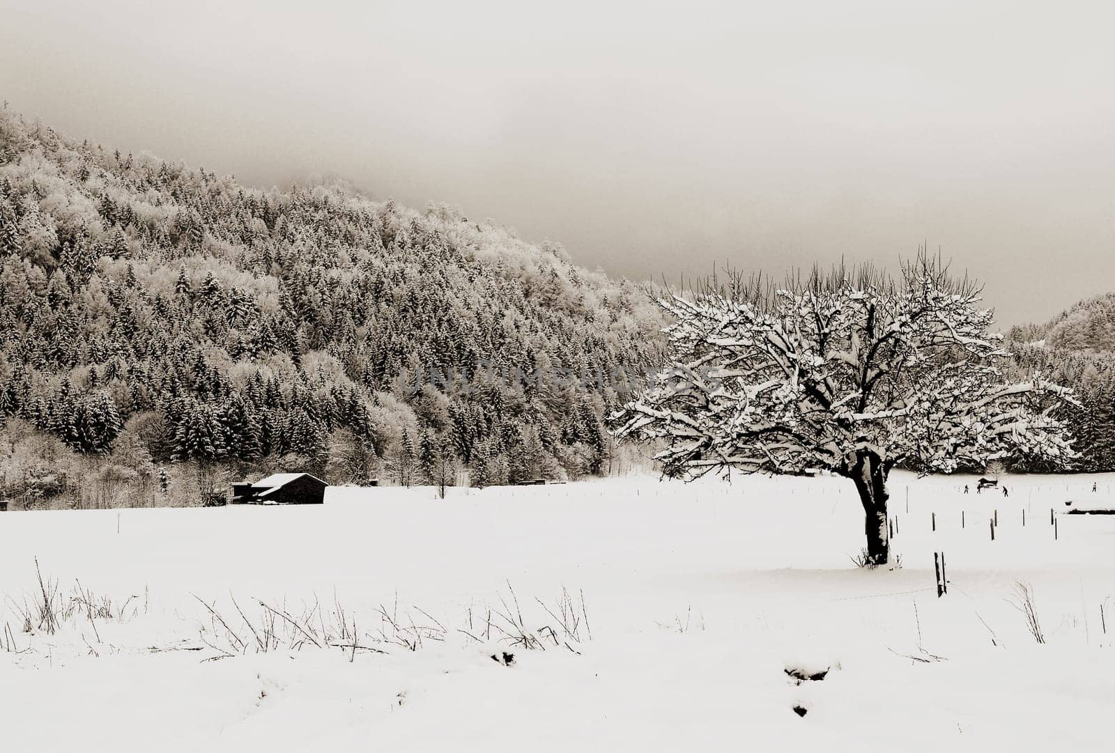 The tree
