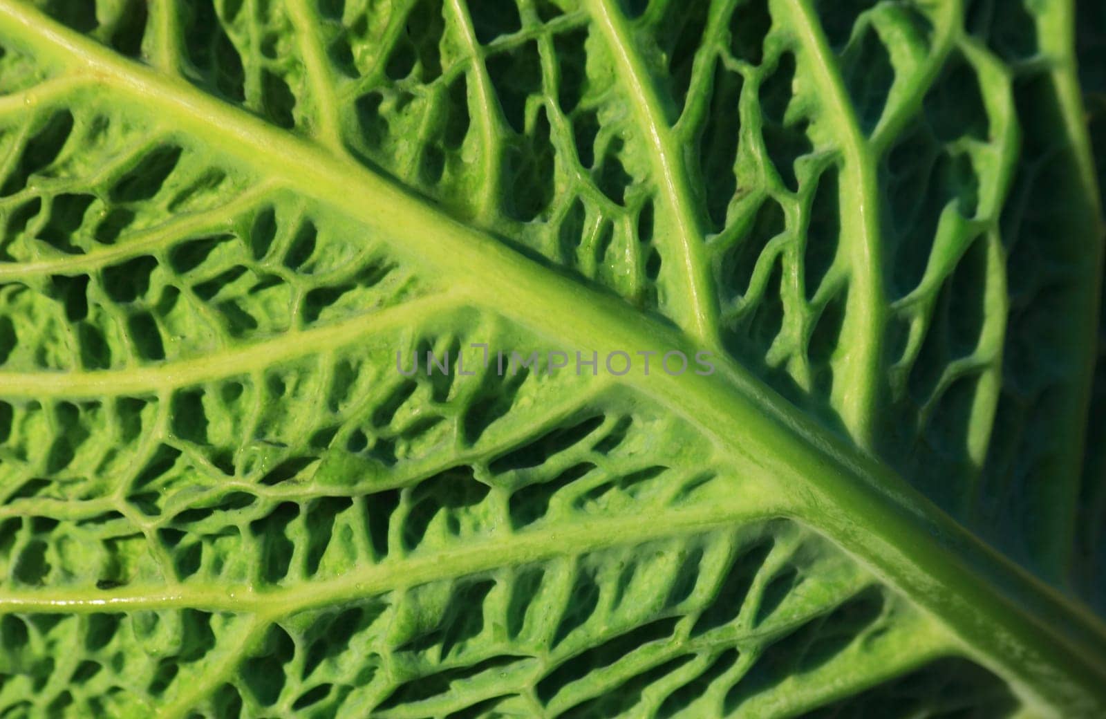 Brassica oleracea
