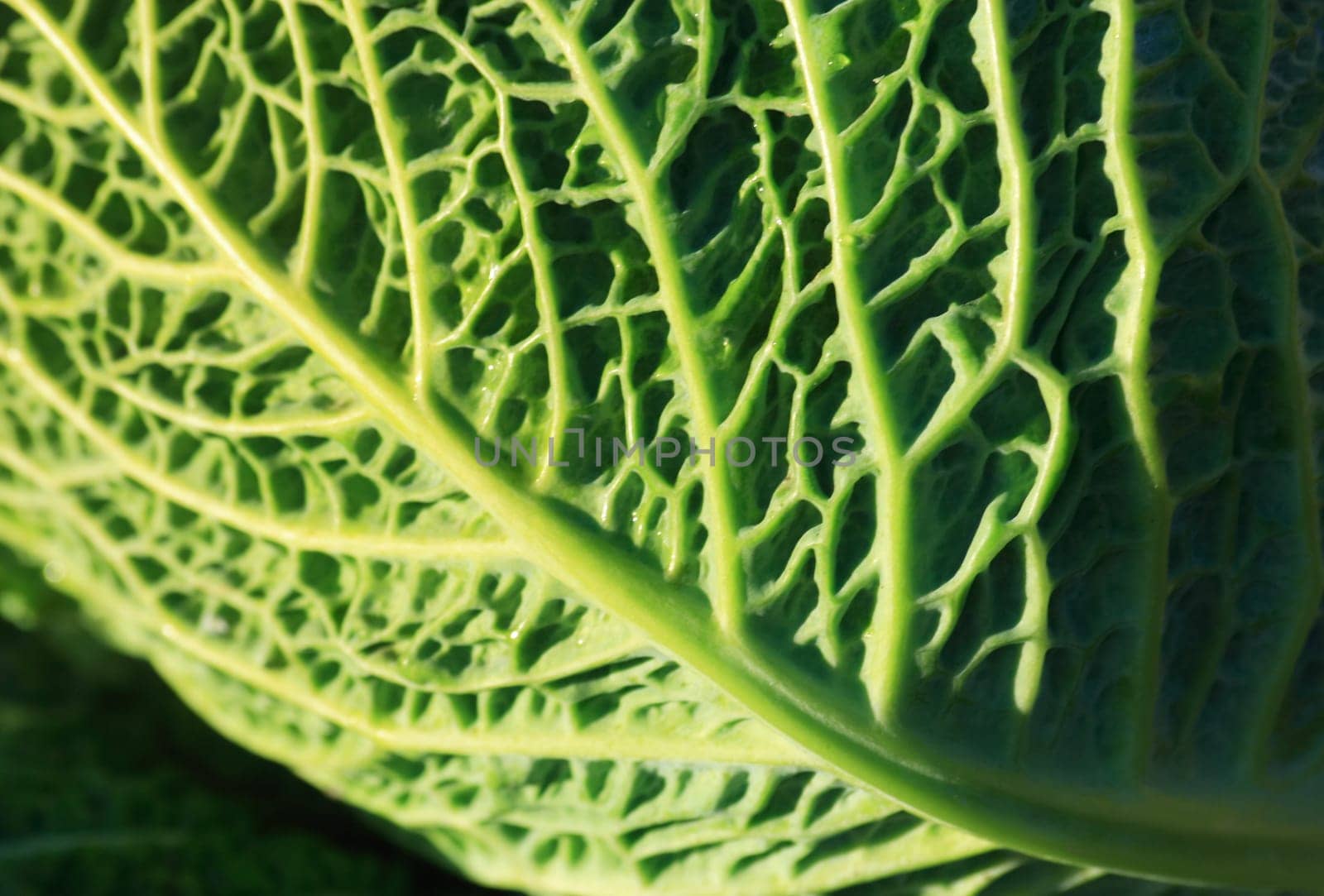 Leaf of savoy cabbage