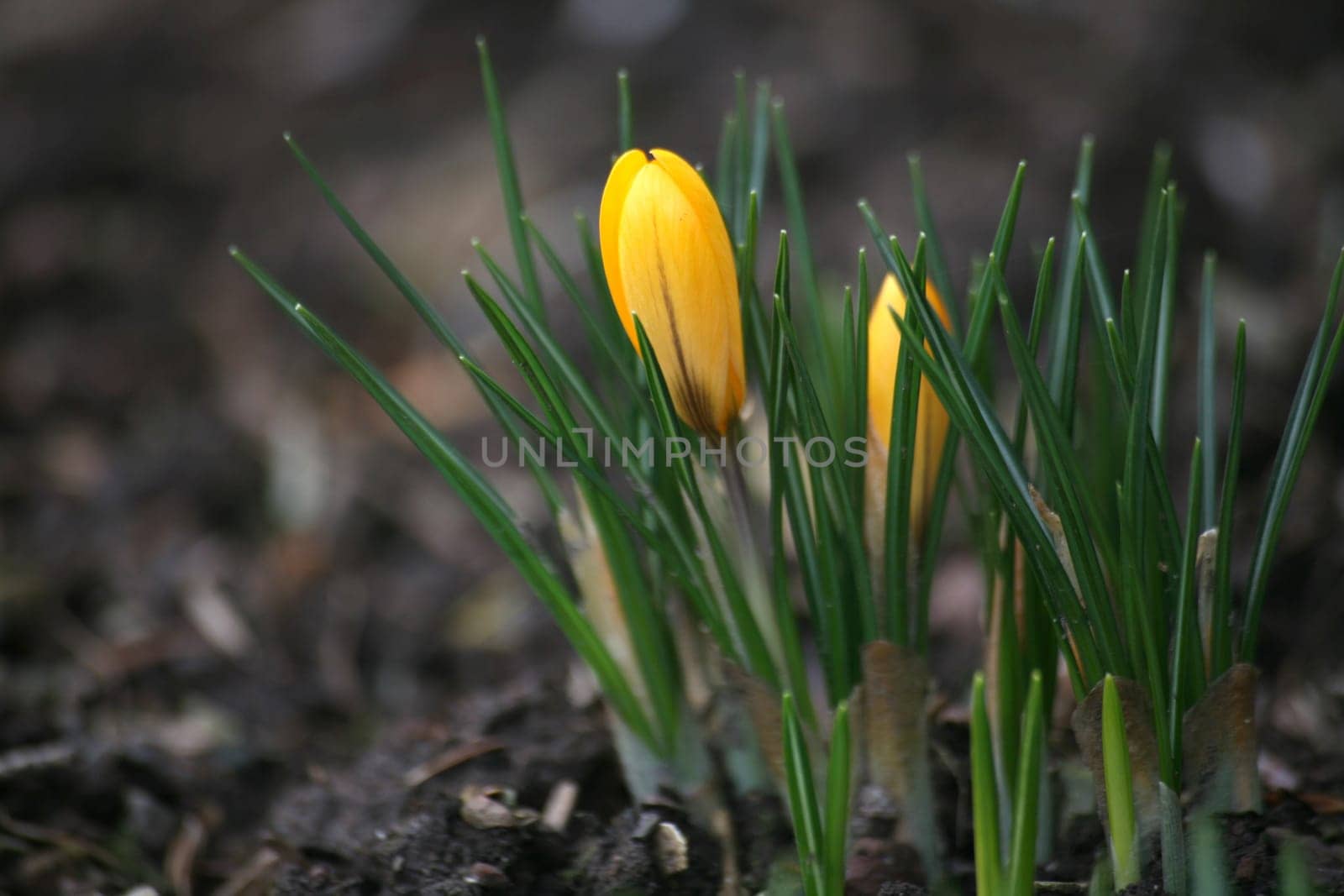 Always beautiful - this time the yellow version!